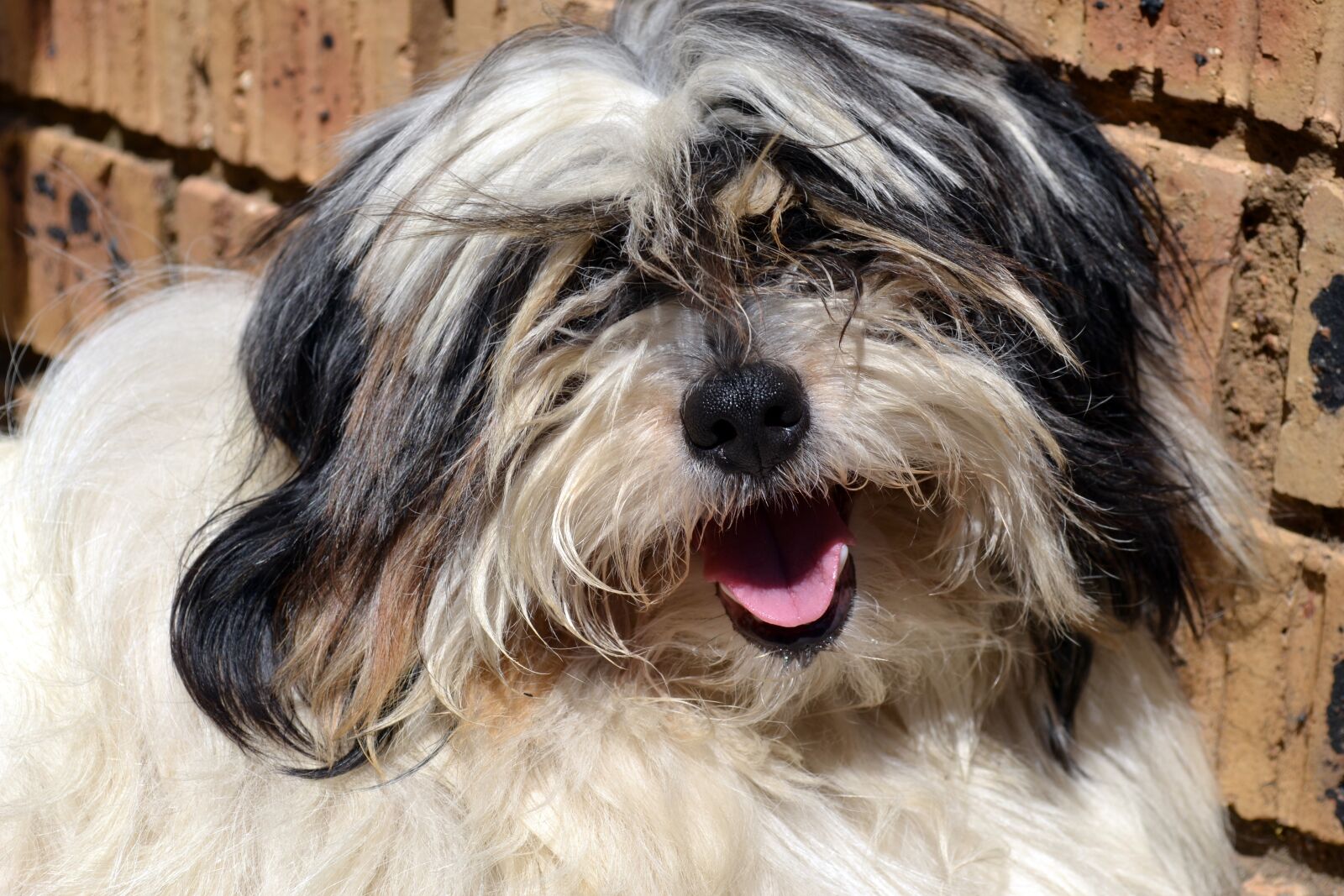 Nikon D3100 sample photo. Dog, cute, hairy photography
