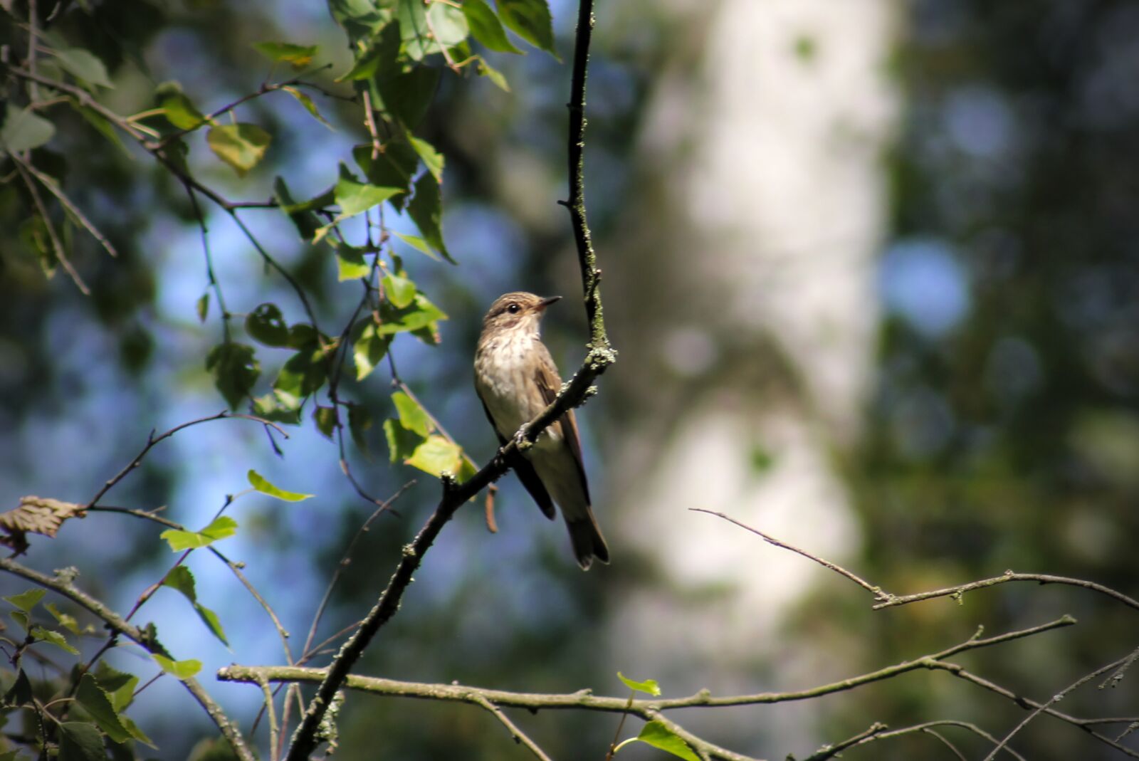 Canon EOS 550D (EOS Rebel T2i / EOS Kiss X4) sample photo. Tree pipit, perching birds photography