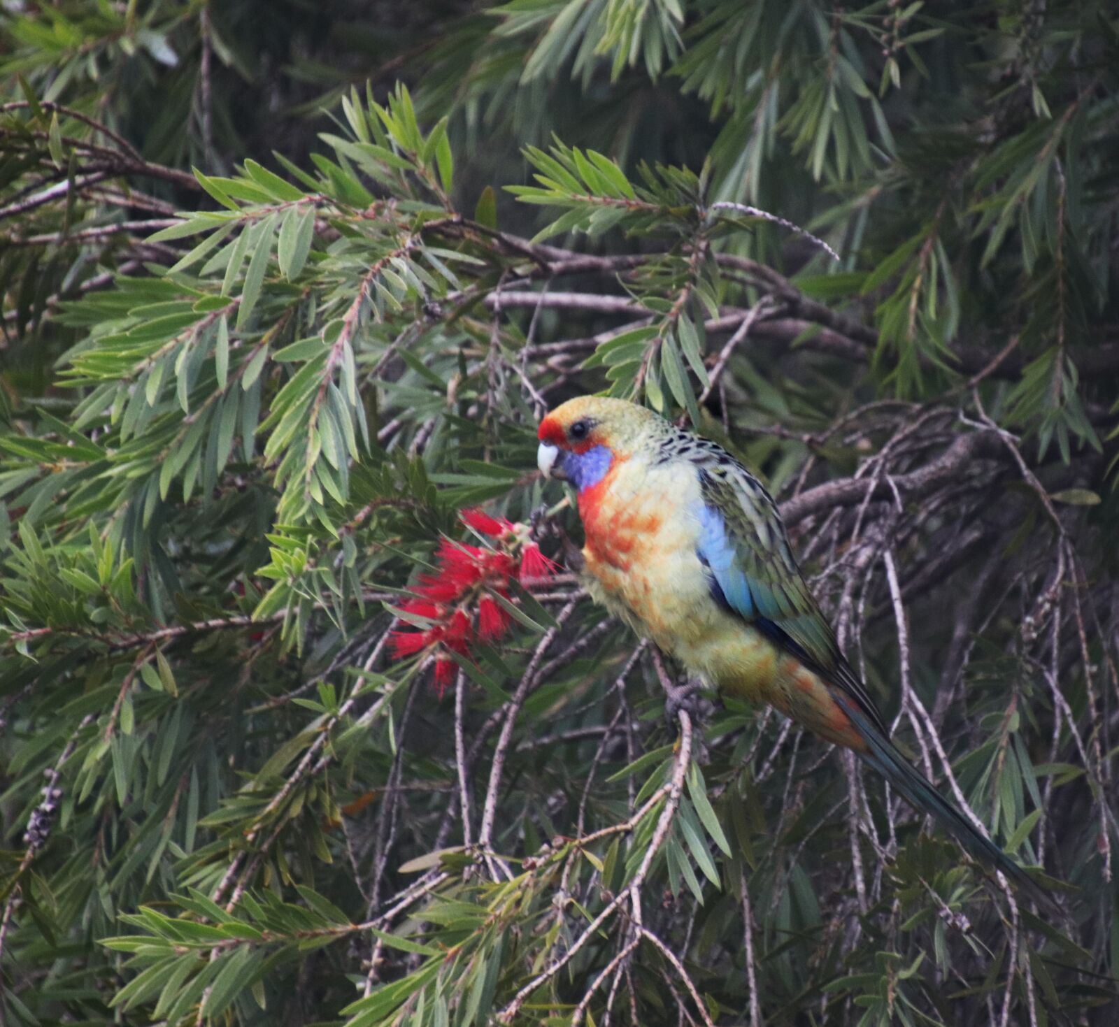 Tamron 18-400mm F3.5-6.3 Di II VC HLD sample photo. Bird, parrot, rosella photography