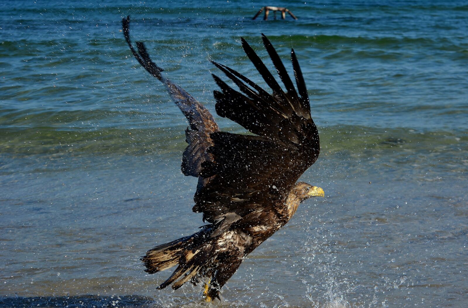 Nikon D5200 sample photo. White tailed eagle, baltic photography