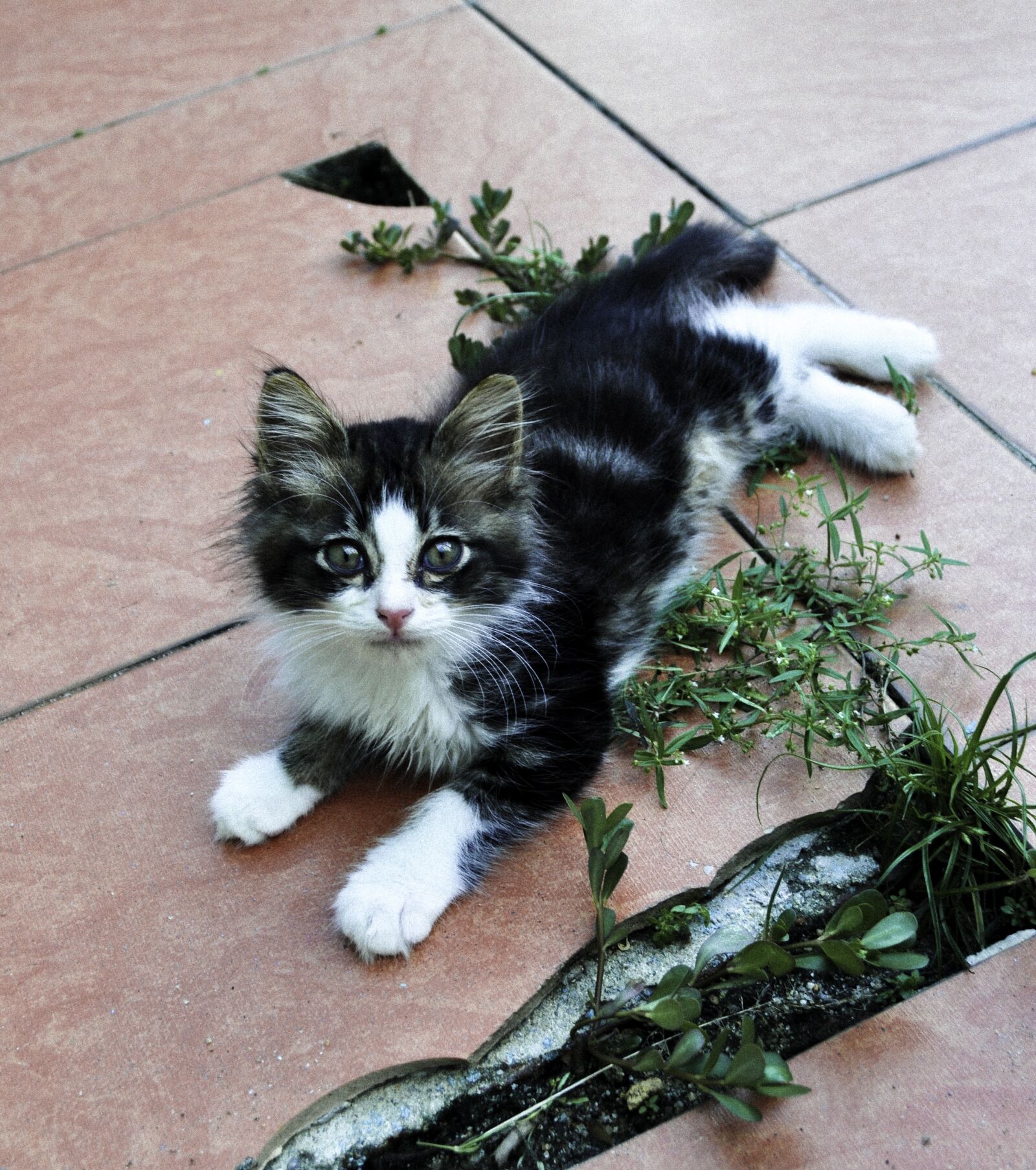 Nikon D5000 sample photo. Cat, cute, kitten photography