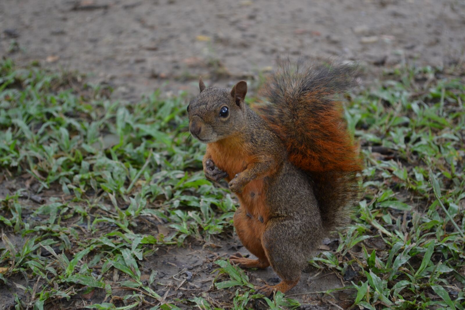 Nikon D3100 sample photo. Squirrel, nature, natural photography