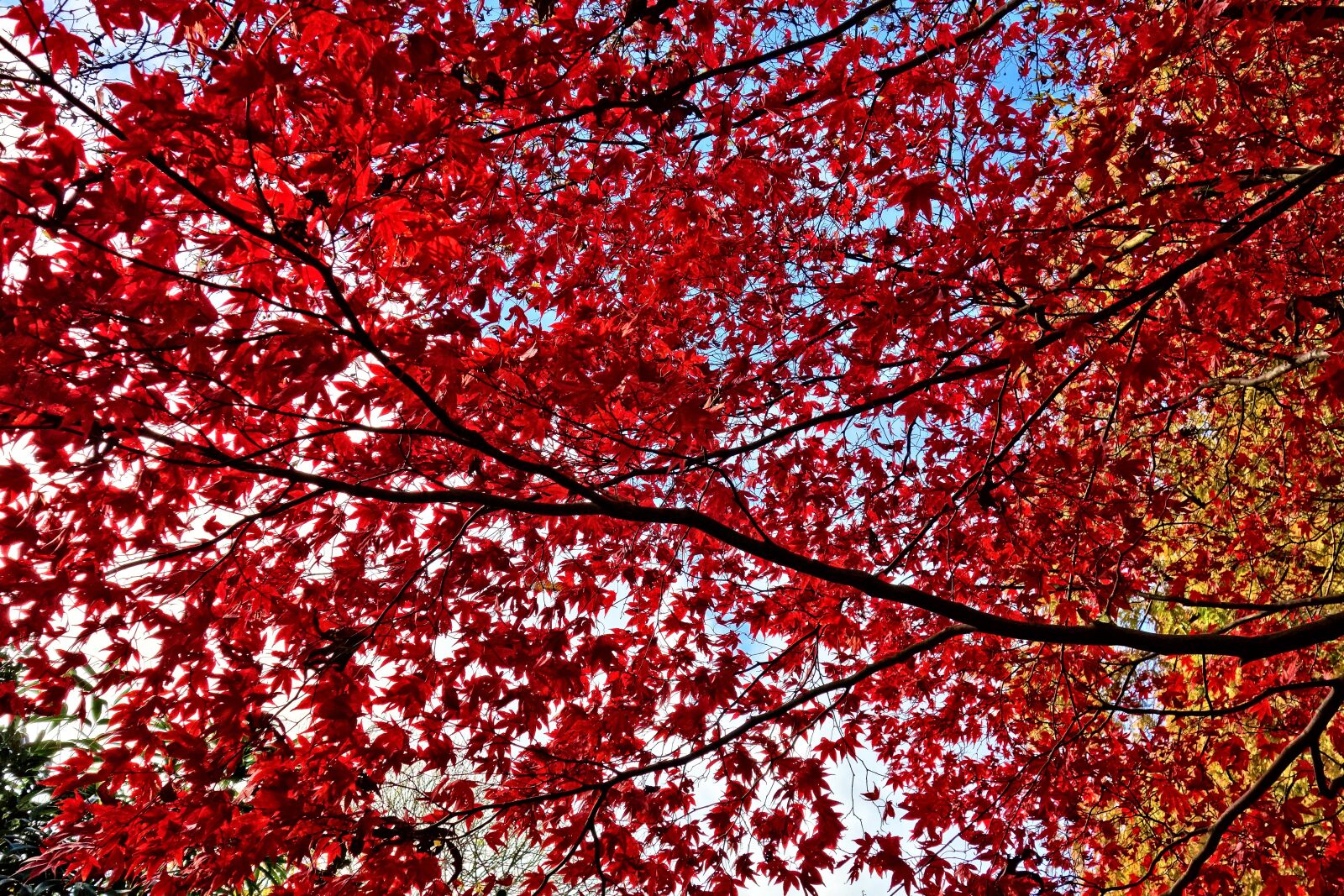 Sony Cyber-shot DSC-RX100 sample photo. Foliage, leaves, autumn leaves photography