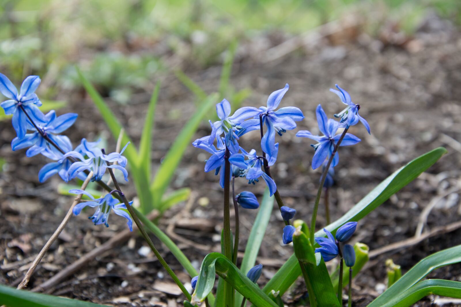 Nikon D7100 sample photo. Flowers, blue spring, close photography