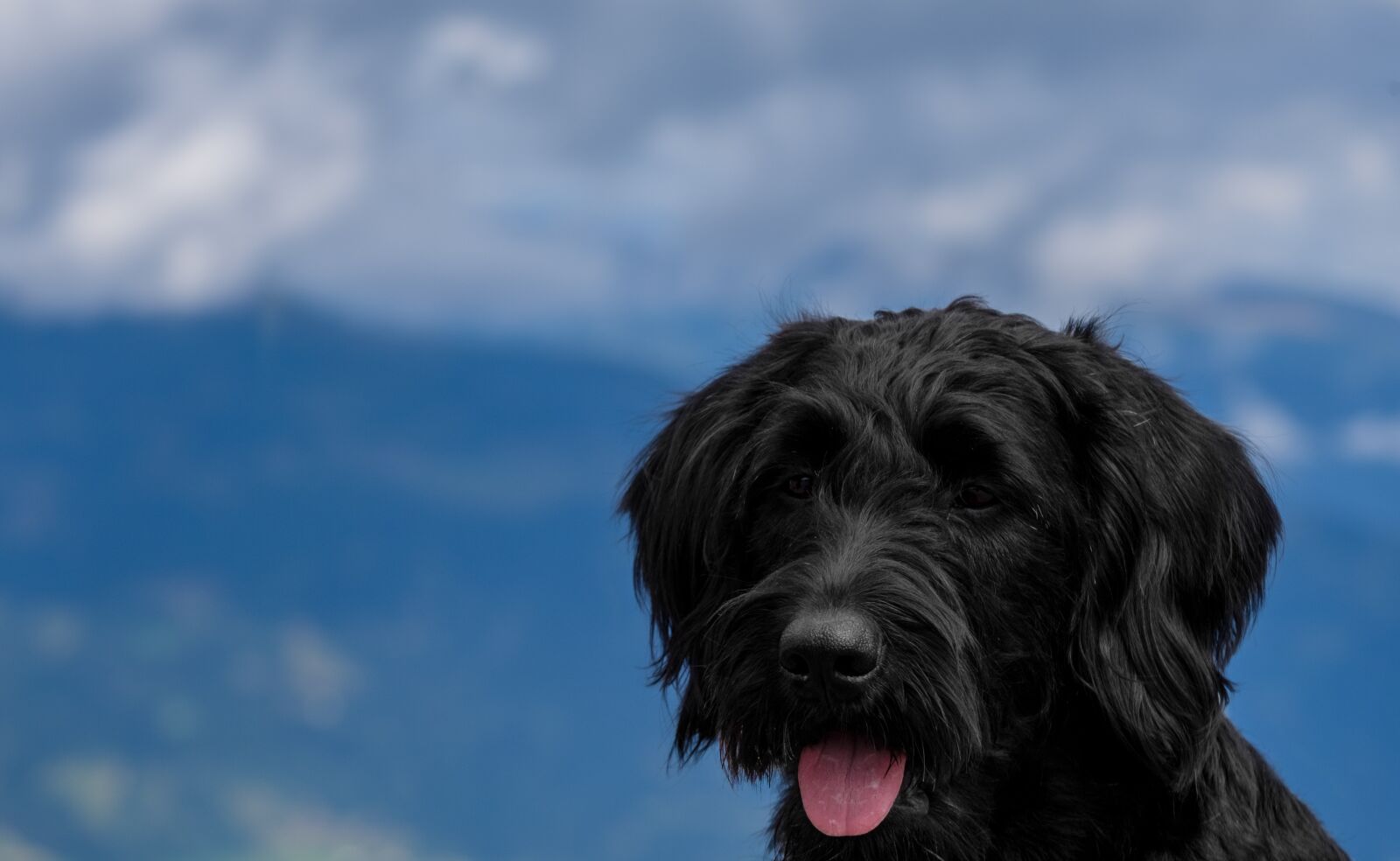 Fujifilm X-T2 sample photo. Dog, pet, labradoodle photography