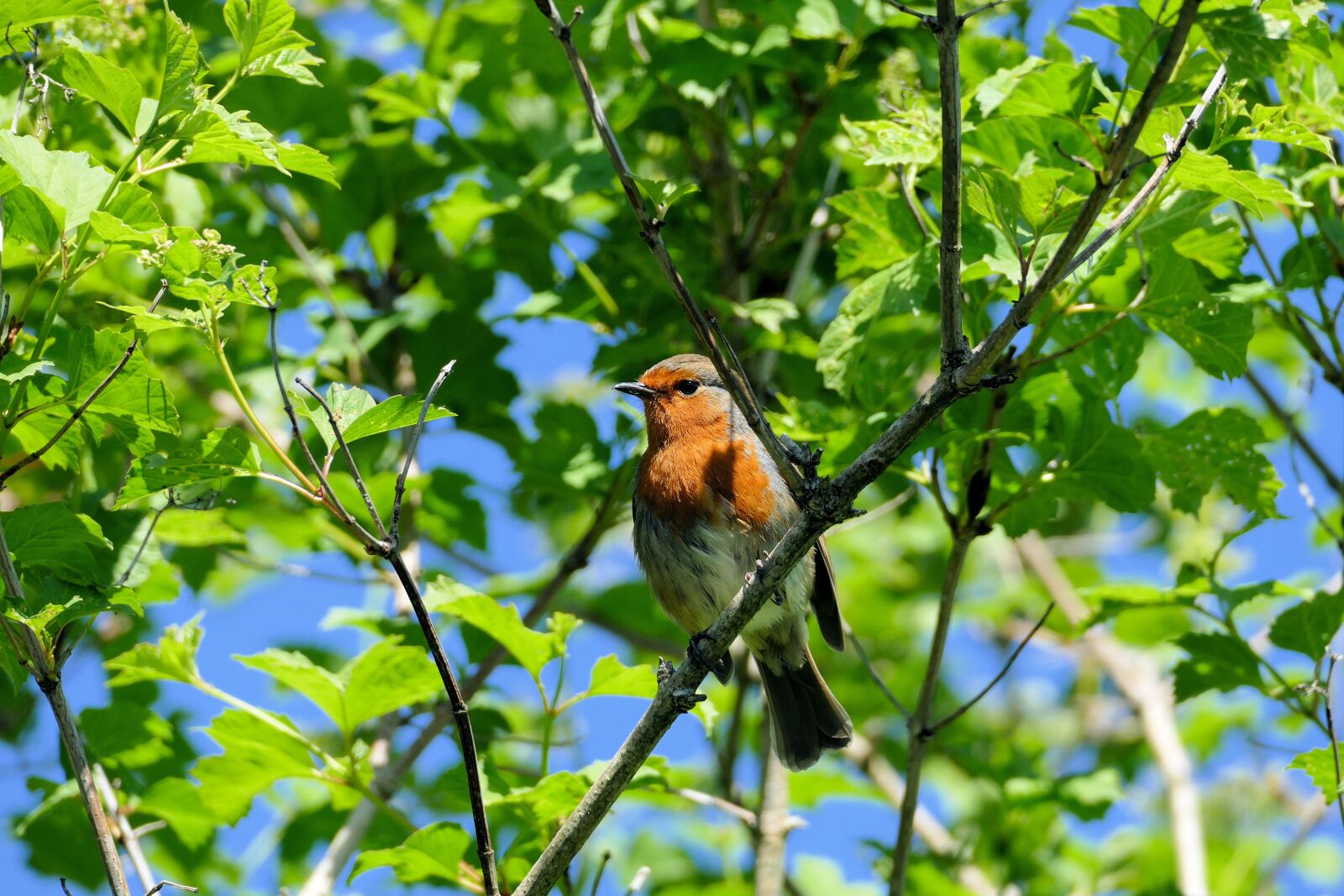 Panasonic Lumix DMC-FZ1000 sample photo. Robin, garden, british photography
