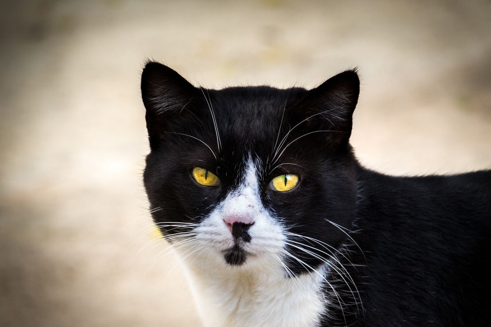 Canon EF-S 55-250mm F4-5.6 IS STM sample photo. Cat, mammal, animal photography
