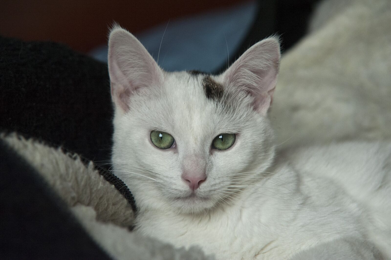 Nikon D700 sample photo. Cat, feline, white photography