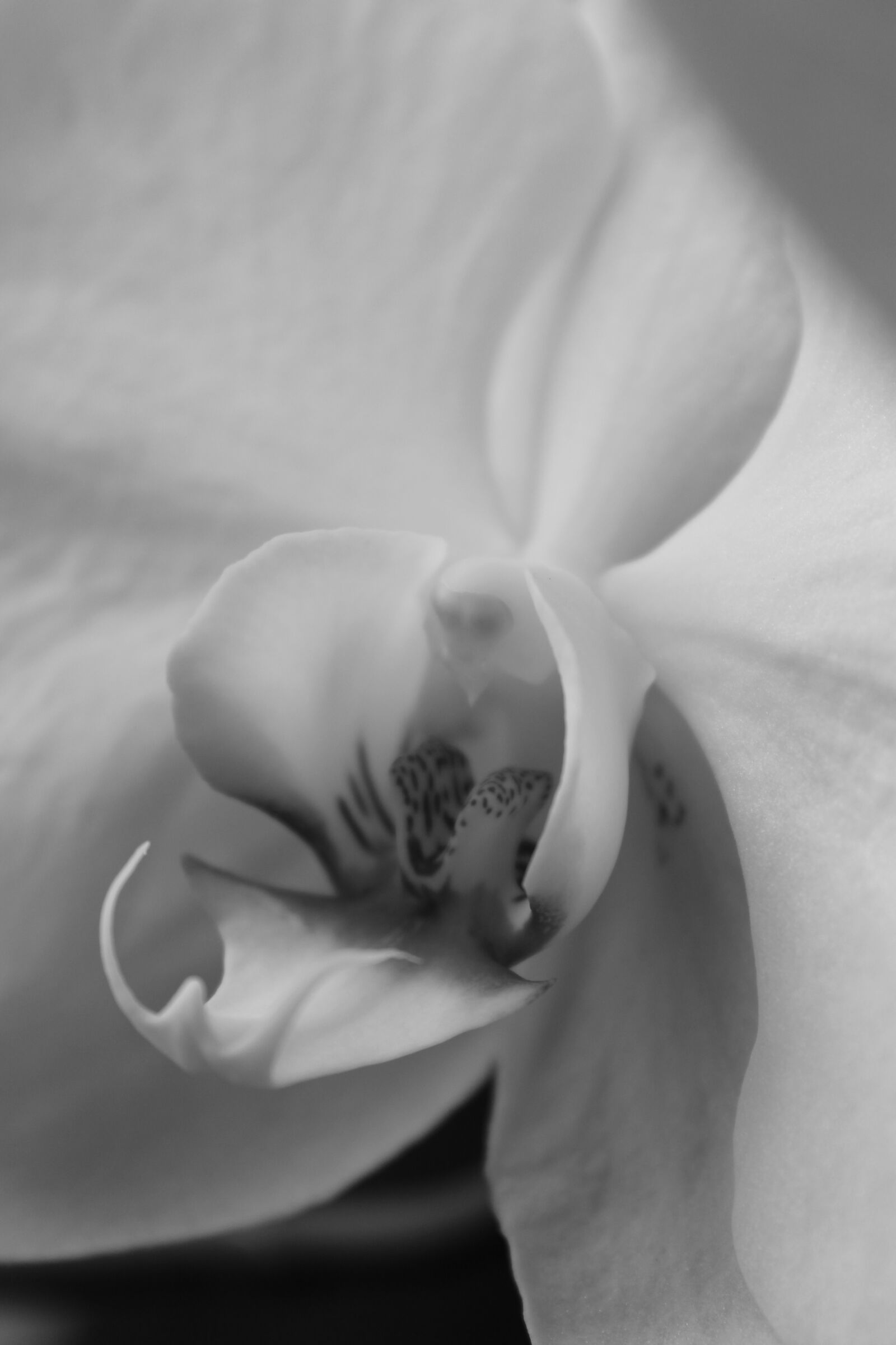 Canon EOS 1100D (EOS Rebel T3 / EOS Kiss X50) sample photo. Orchid, plant, flower photography