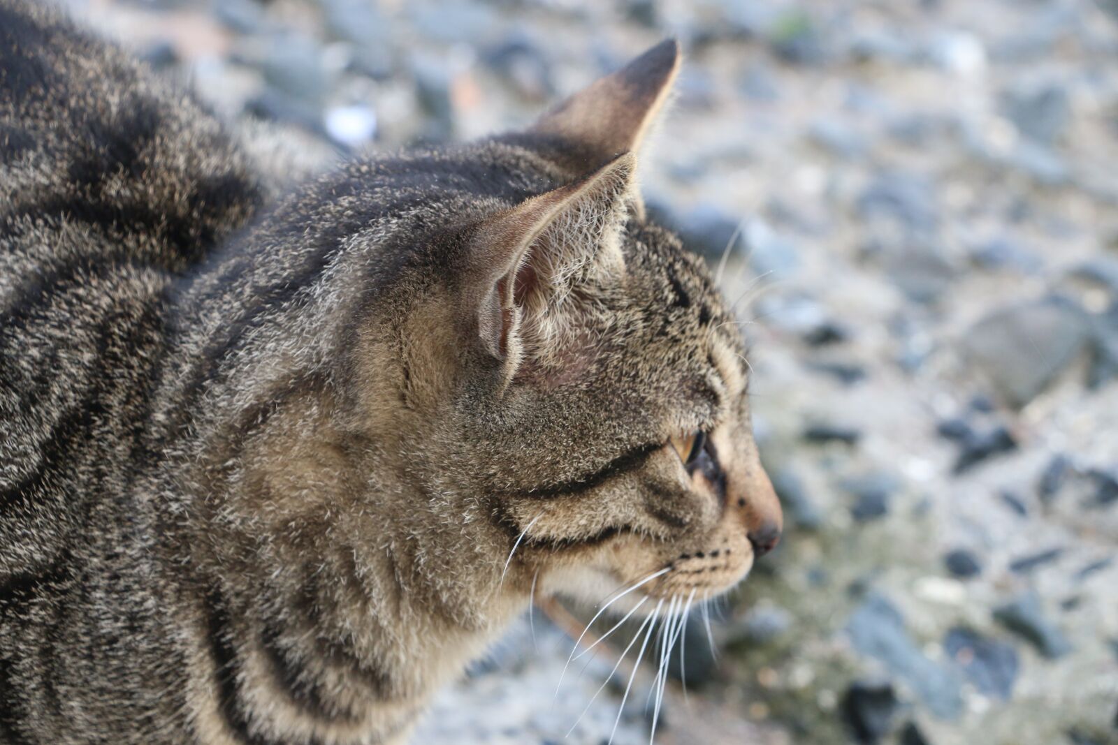 Canon EOS 70D sample photo. Cat, see, animal photography