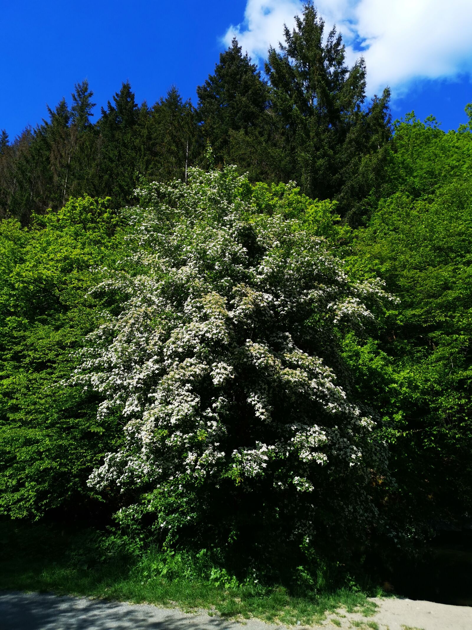 HUAWEI LYA-L29 sample photo. Nature, blossom, bloom photography