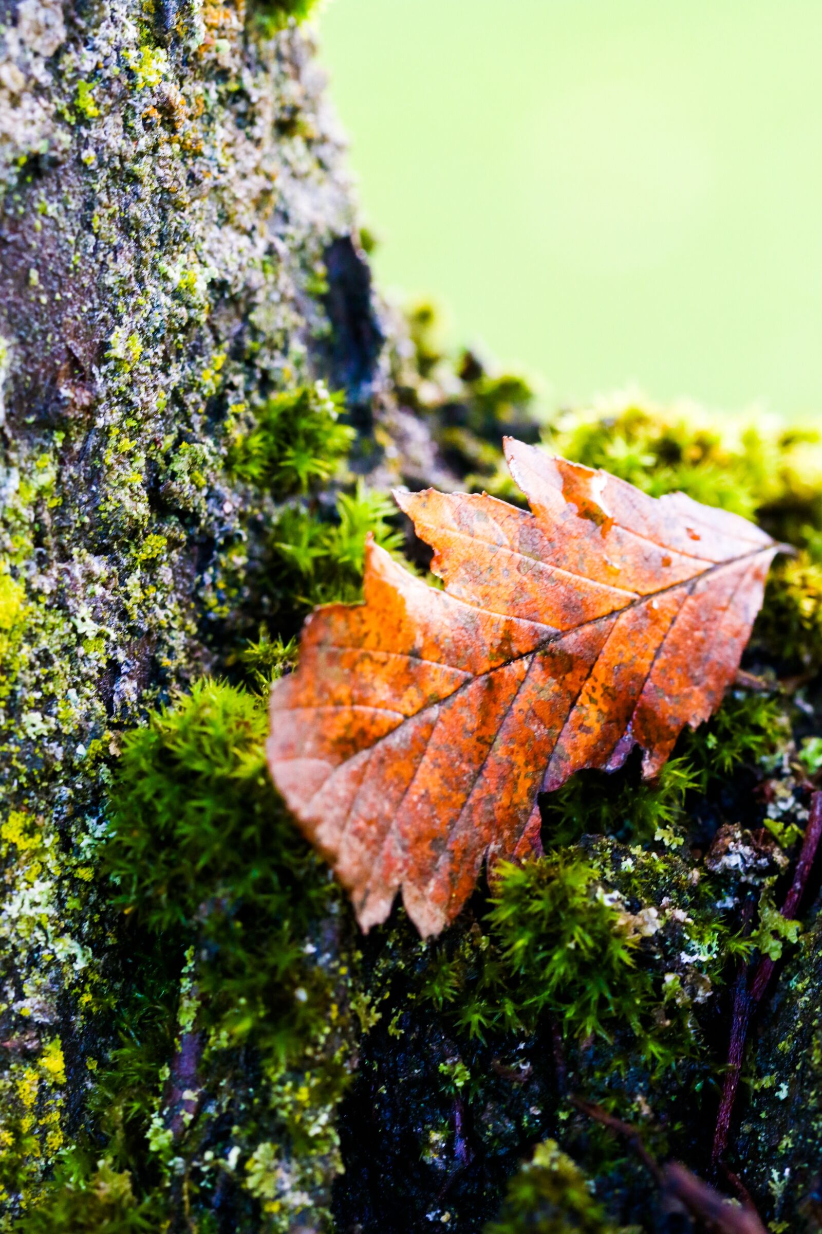Canon EOS 7D Mark II sample photo. Leaf, tree, nature photography