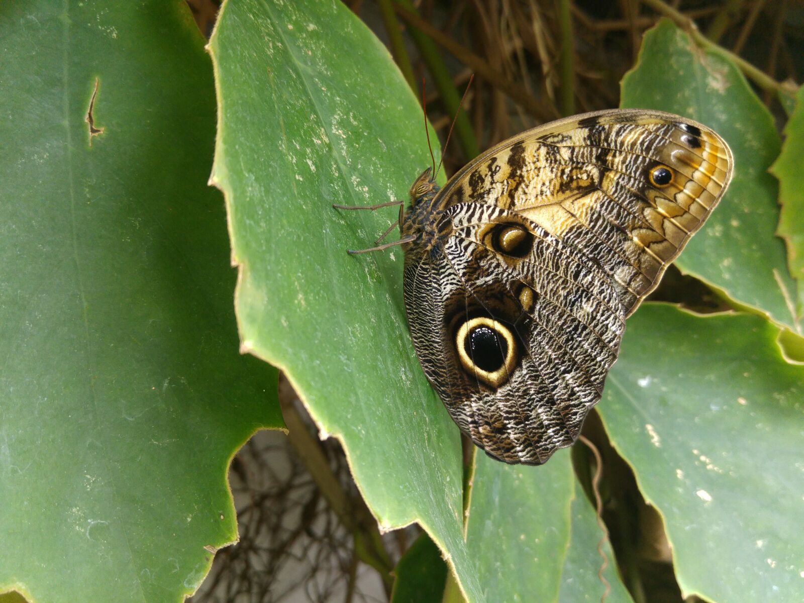 LG G4 sample photo. Butterfly, granada, andalusia photography
