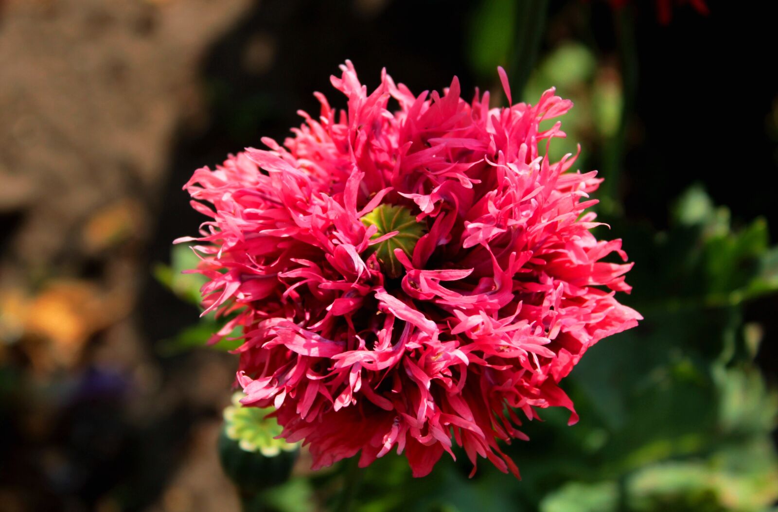 Canon EOS 600D (Rebel EOS T3i / EOS Kiss X5) sample photo. Poppy, flower, garden photography