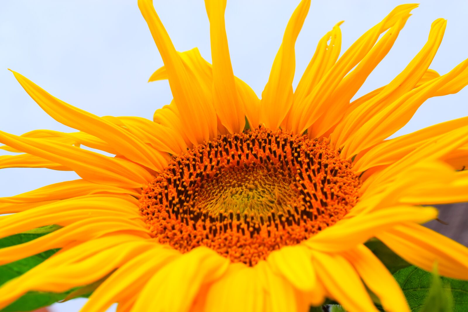 Nikon D3300 sample photo. Sunflower, flowers, blossom photography
