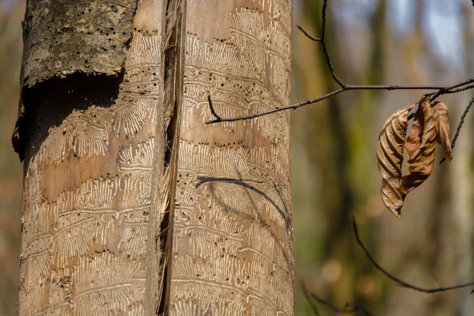 Nikon D7100 sample photo. Tree trunk, bark, forest photography