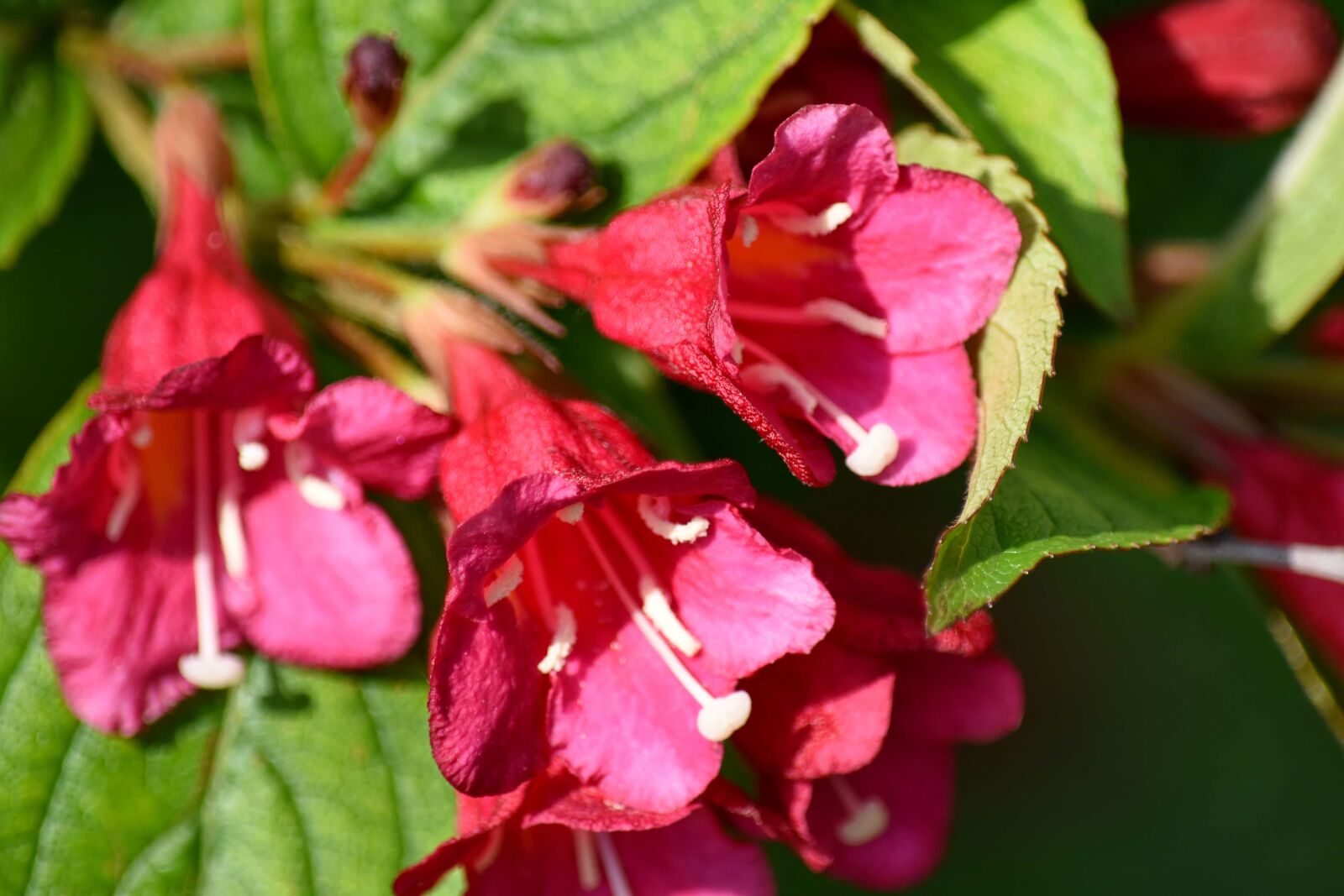 Nikon D5500 sample photo. Pistil, pollinating, flower, leaf photography