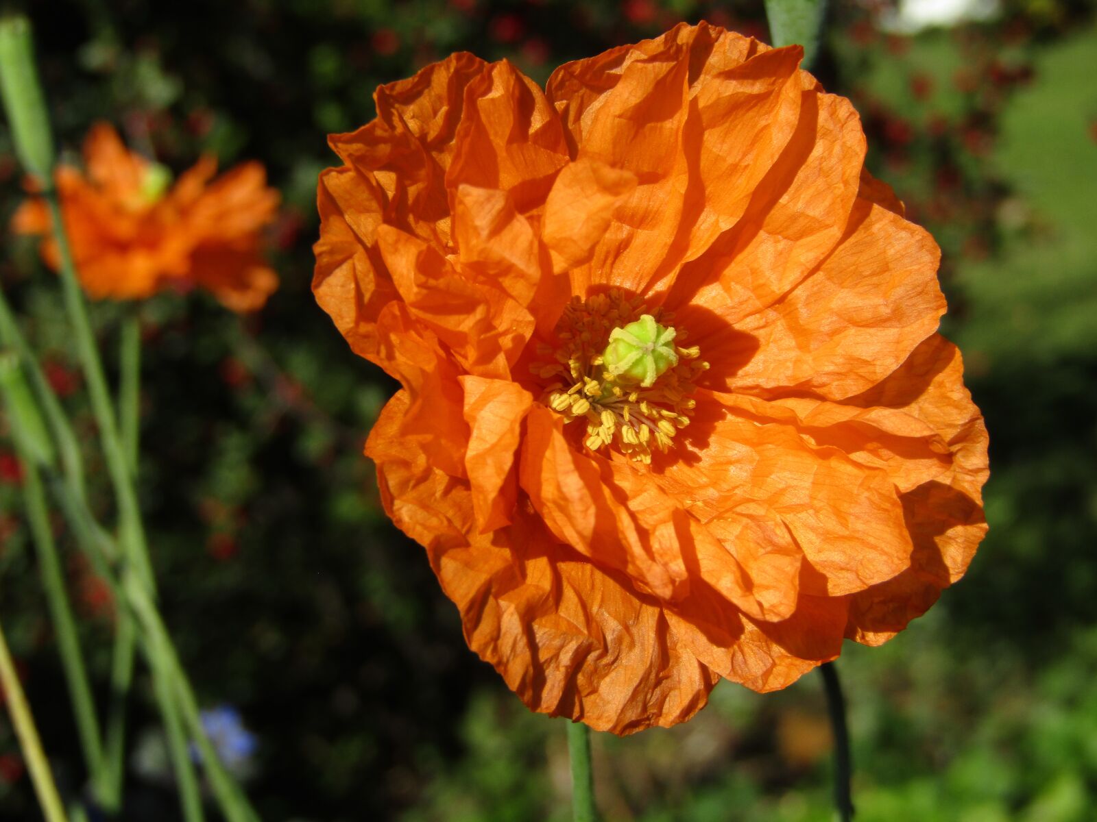 Canon POWERSHOT SX432 IS sample photo. Poppy, flower, orange photography