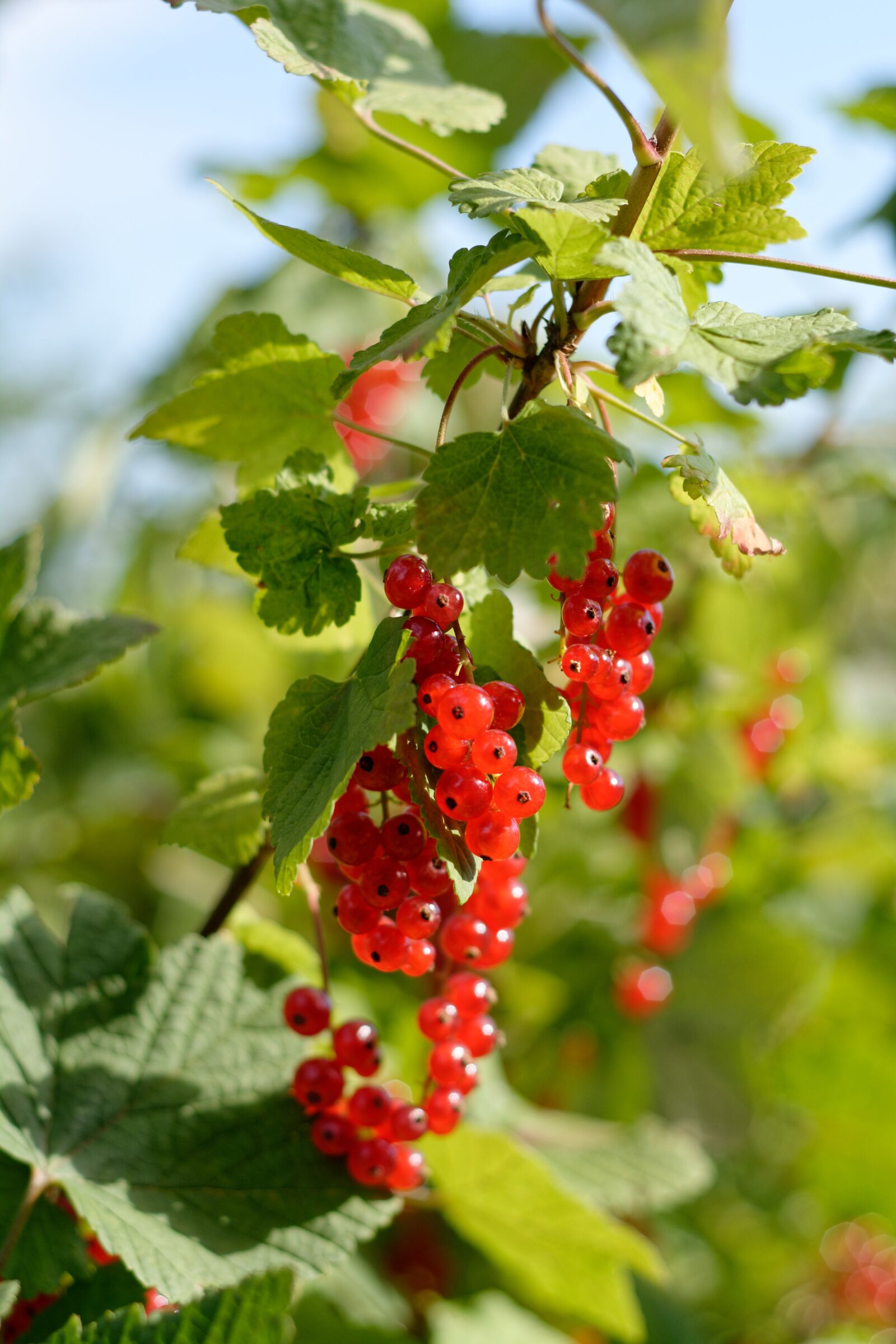 Nikon D5200 sample photo. Currant, fruit, red currant photography