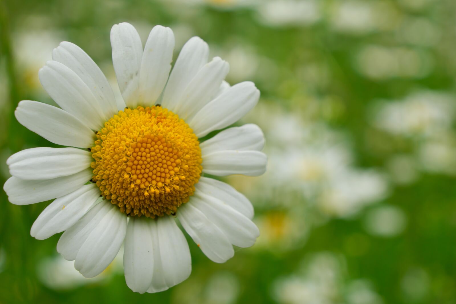 Fujifilm X-T20 sample photo. Flower, chamomile, daisy photography