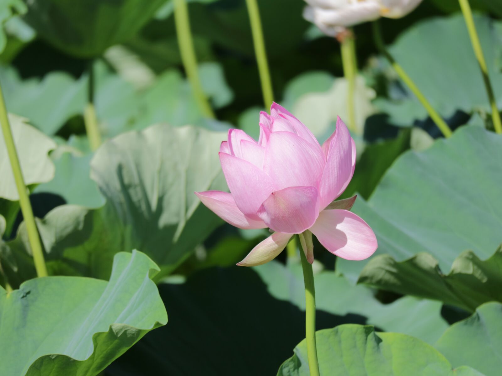 Canon EOS M3 sample photo. Lotus, pink, green photography