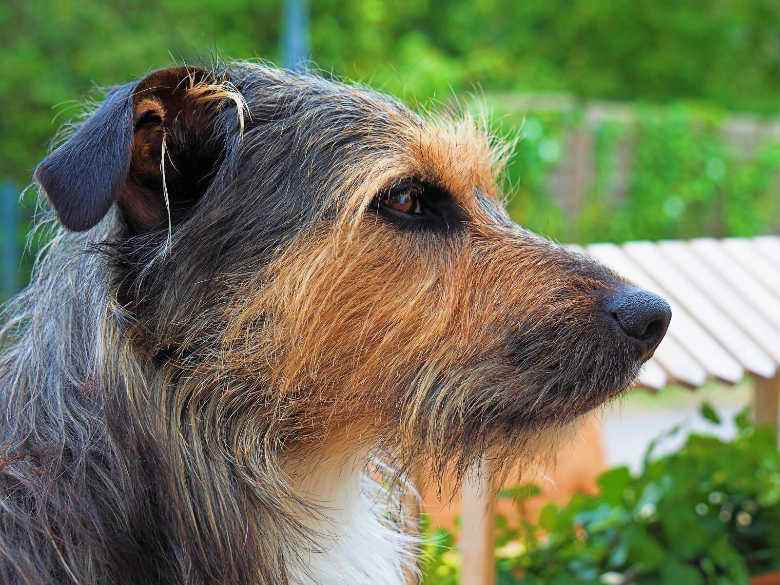 Olympus OM-D E-M10 II sample photo. Animals, dog, pet photography