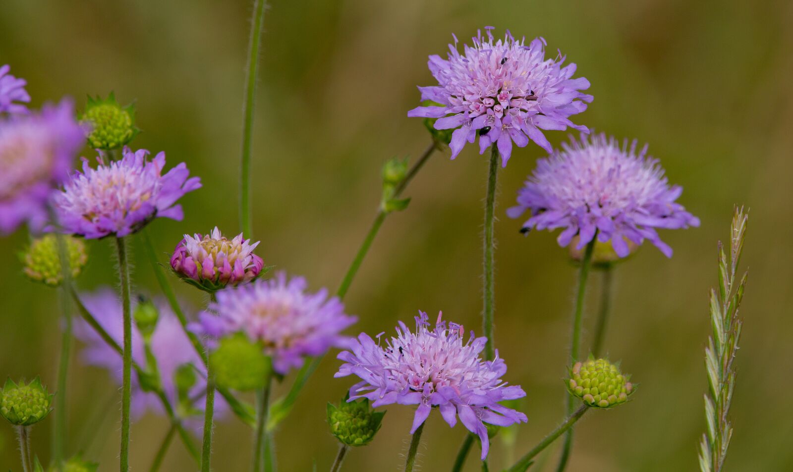 150-600mm F5-6.3 DG OS HSM | Contemporary 015 sample photo. Field scabious, knautia arvensis photography