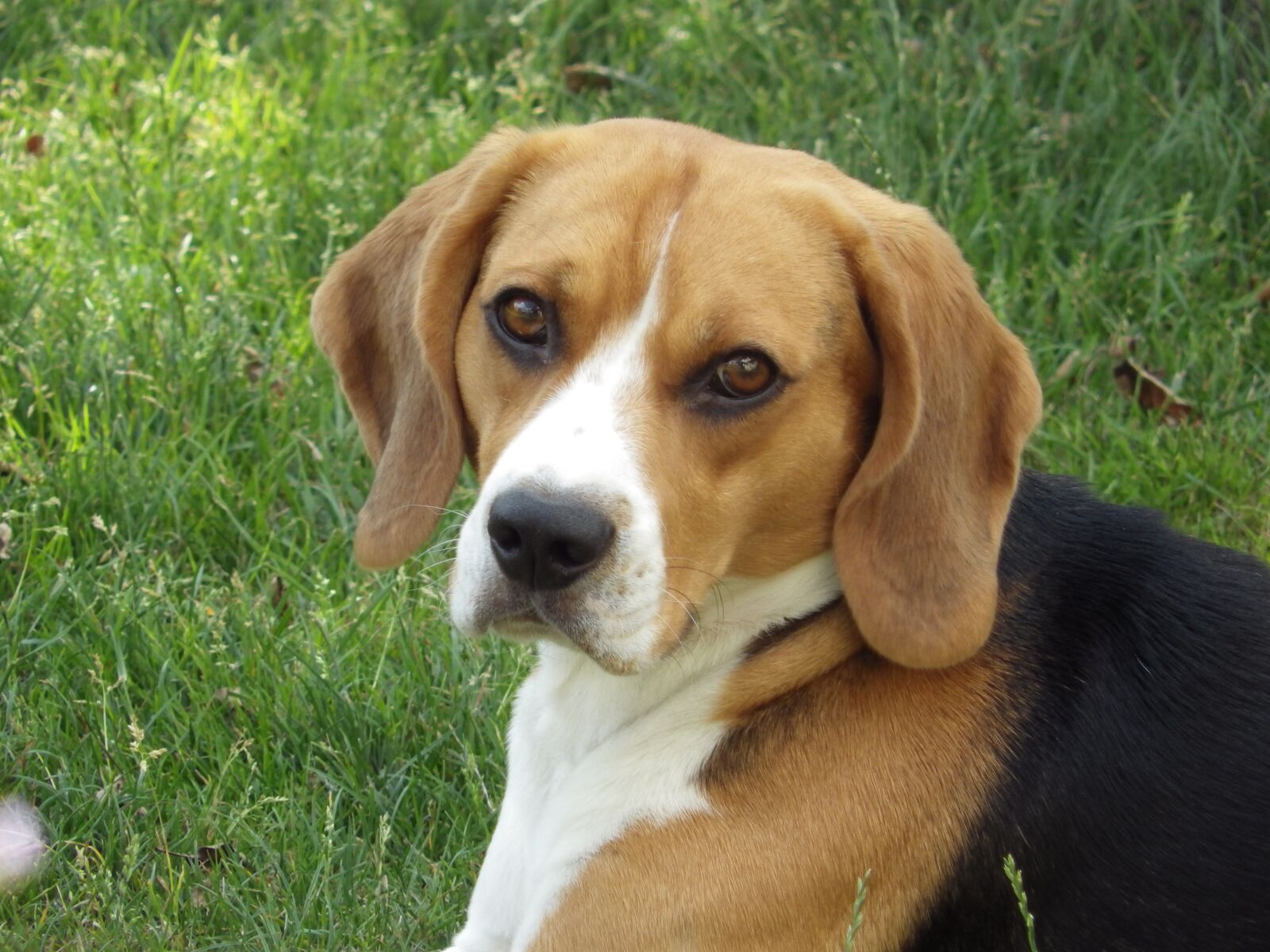 Pentax X-5 sample photo. Dog, hd wallpaper, beagle photography