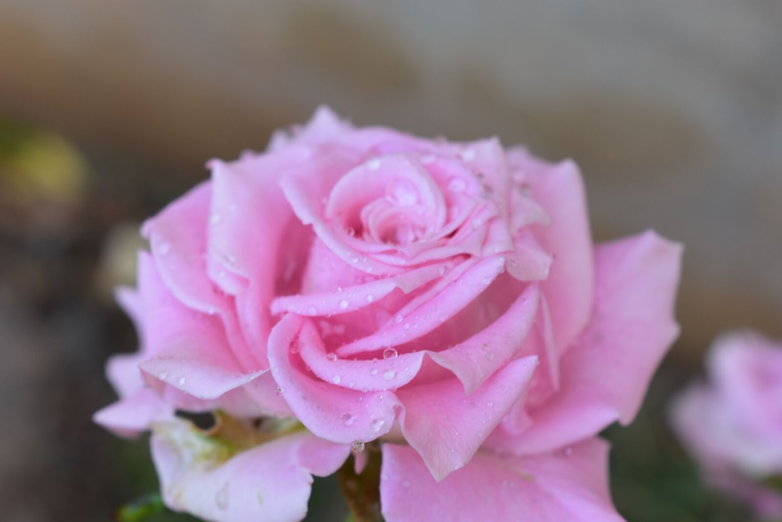 Nikon D3400 sample photo. Flower, rose, nature photography