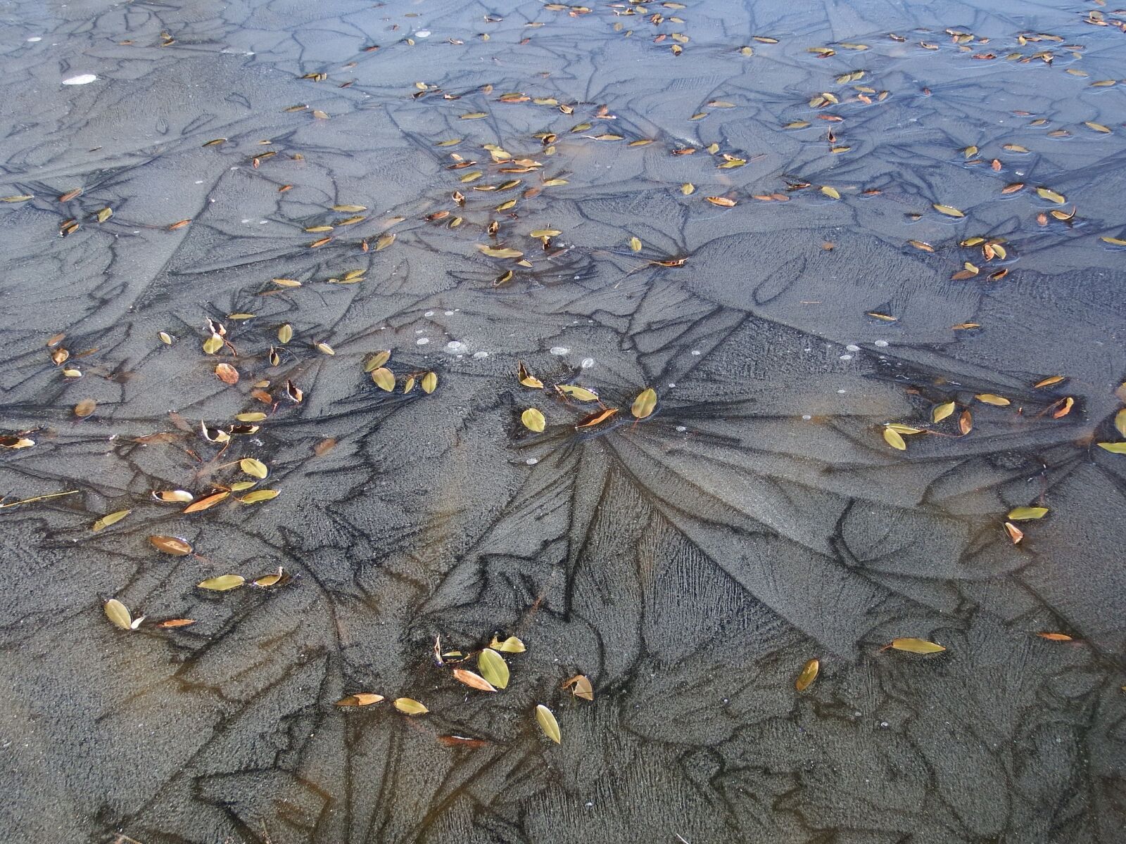 Fujifilm FinePix S1 sample photo. Ice, puddle, lake photography