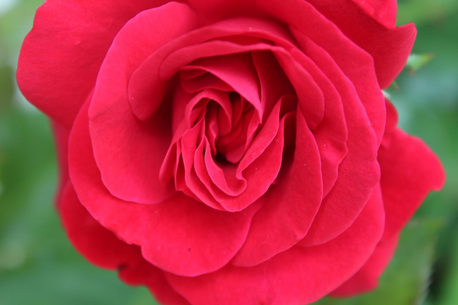 Canon EOS 1300D (EOS Rebel T6 / EOS Kiss X80) sample photo. Rose, red rose, love photography