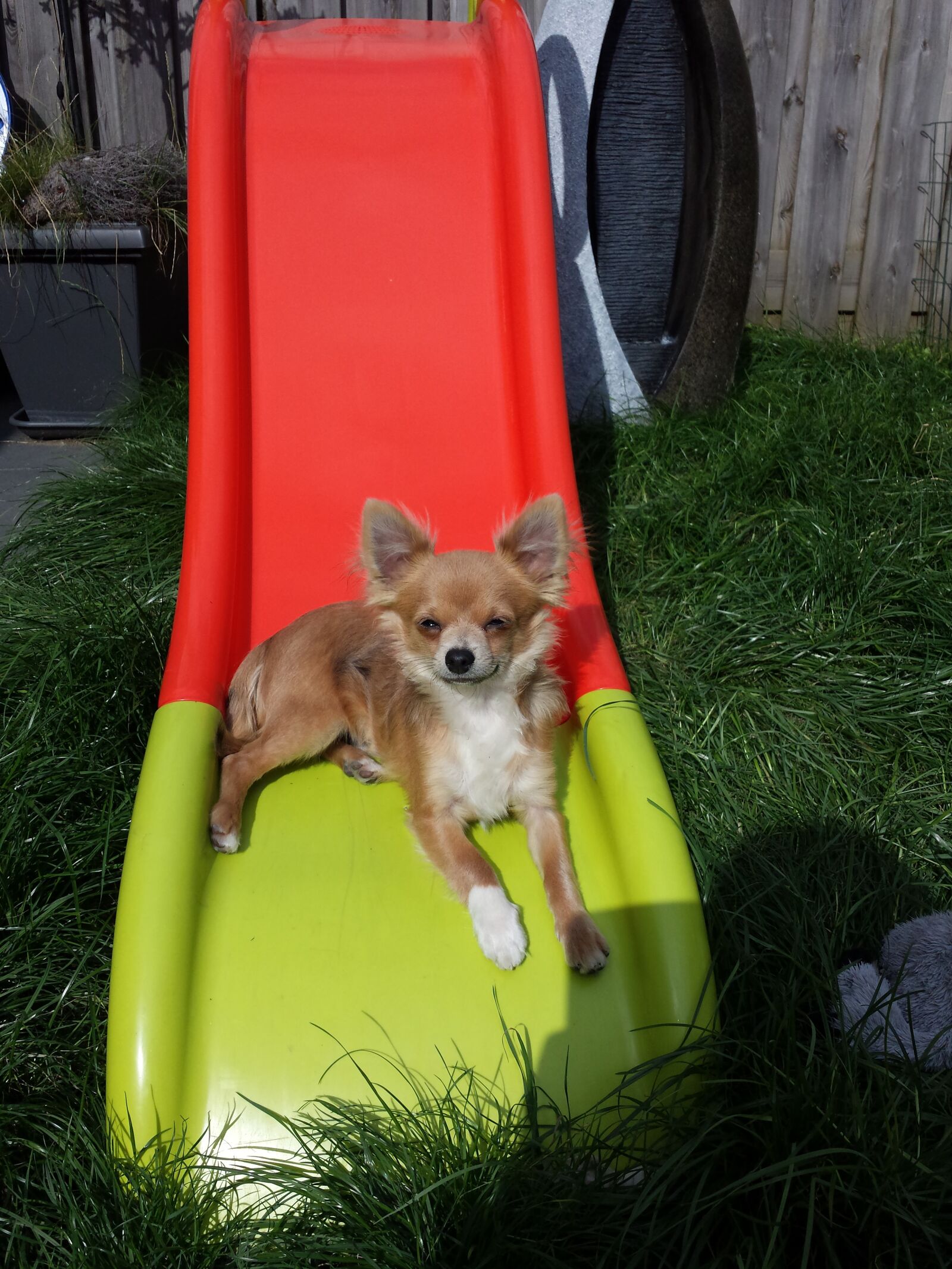 Samsung Galaxy S4 sample photo. Slide, chiuhuahua, garden photography