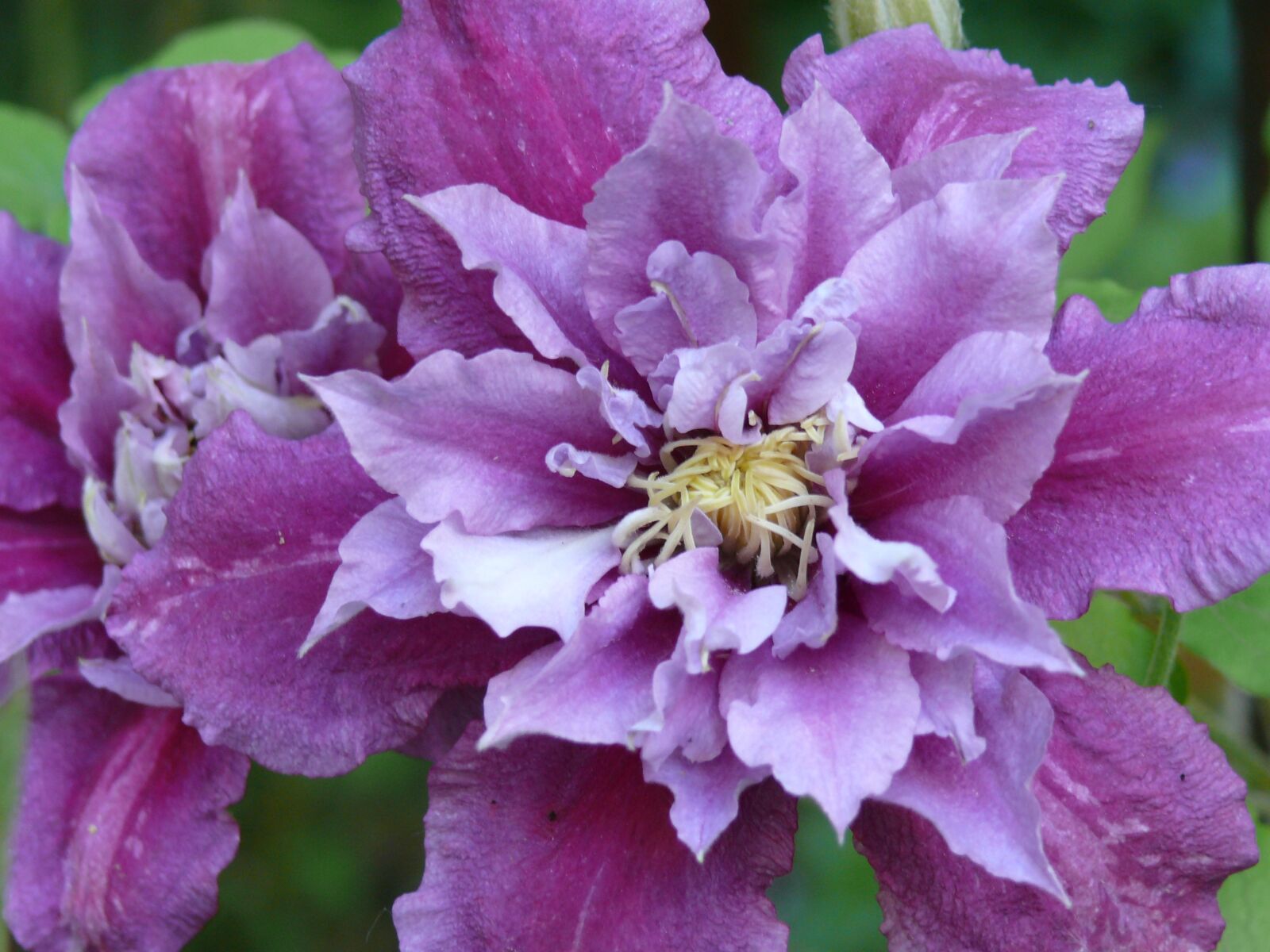 Panasonic DMC-FZ50 sample photo. Clematis, purple, blossom photography