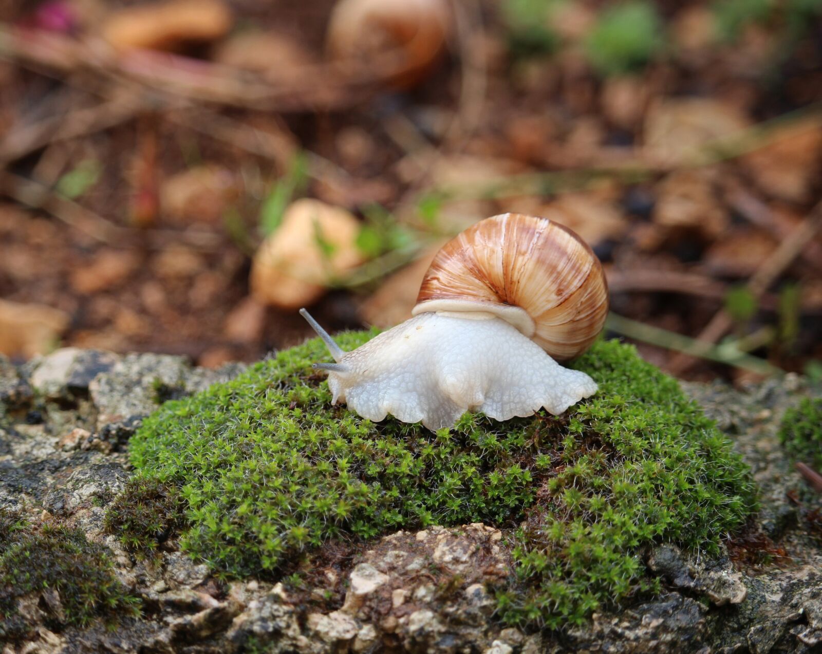 Canon EOS 700D (EOS Rebel T5i / EOS Kiss X7i) sample photo. Snail, moss, nature photography