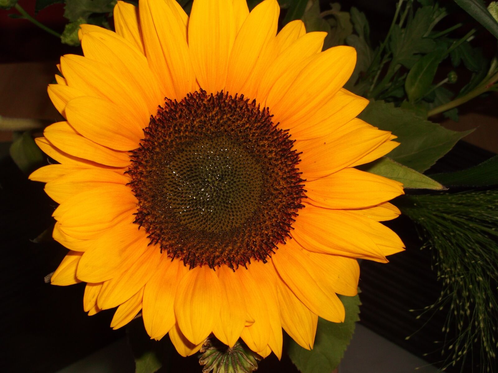 Fujifilm FinePix AX300 sample photo. Sunflower, yellow, macro photography