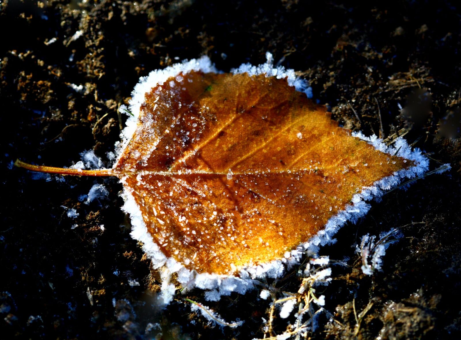 Canon EOS 5D sample photo. Autumn, the first frost photography
