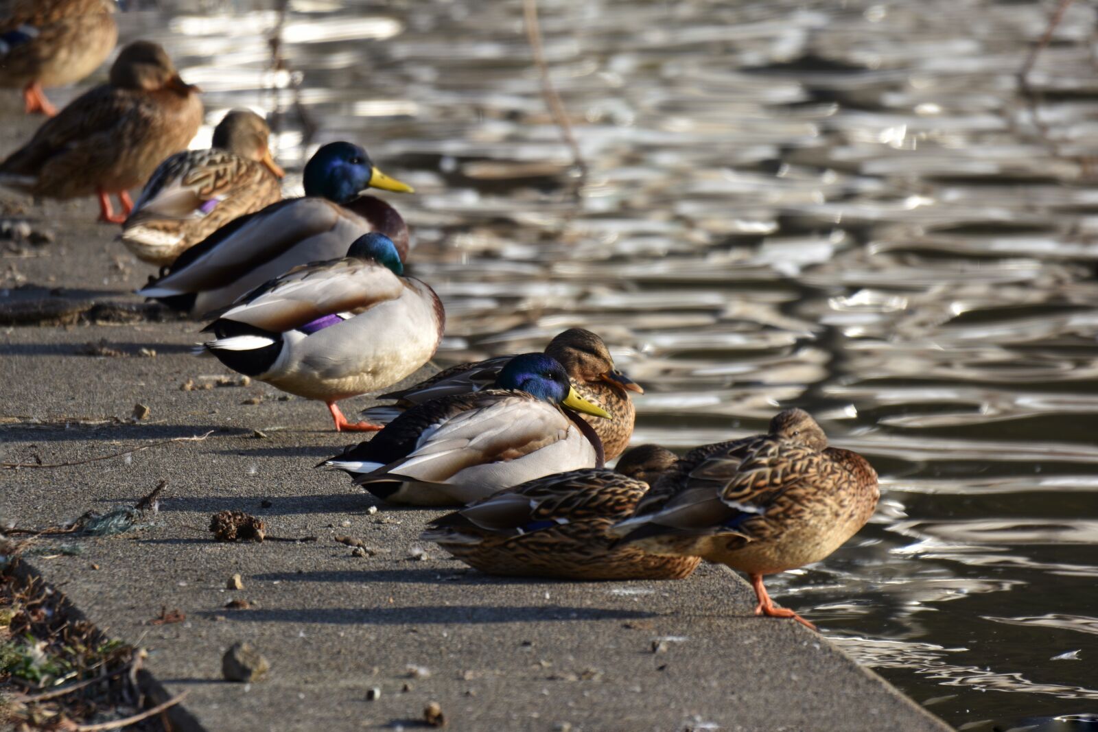 Nikon D7200 sample photo. Animal, lake, waterside photography