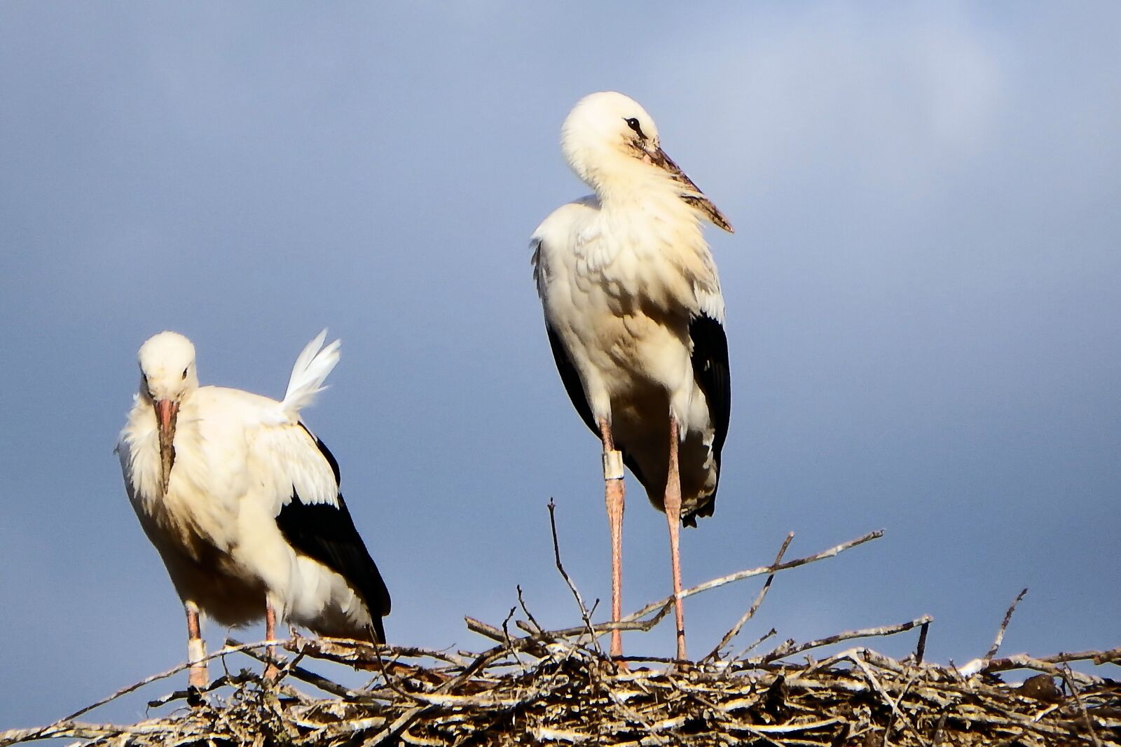 Fujifilm FinePix SL1000 sample photo. Storks, stork couple, storchennest photography