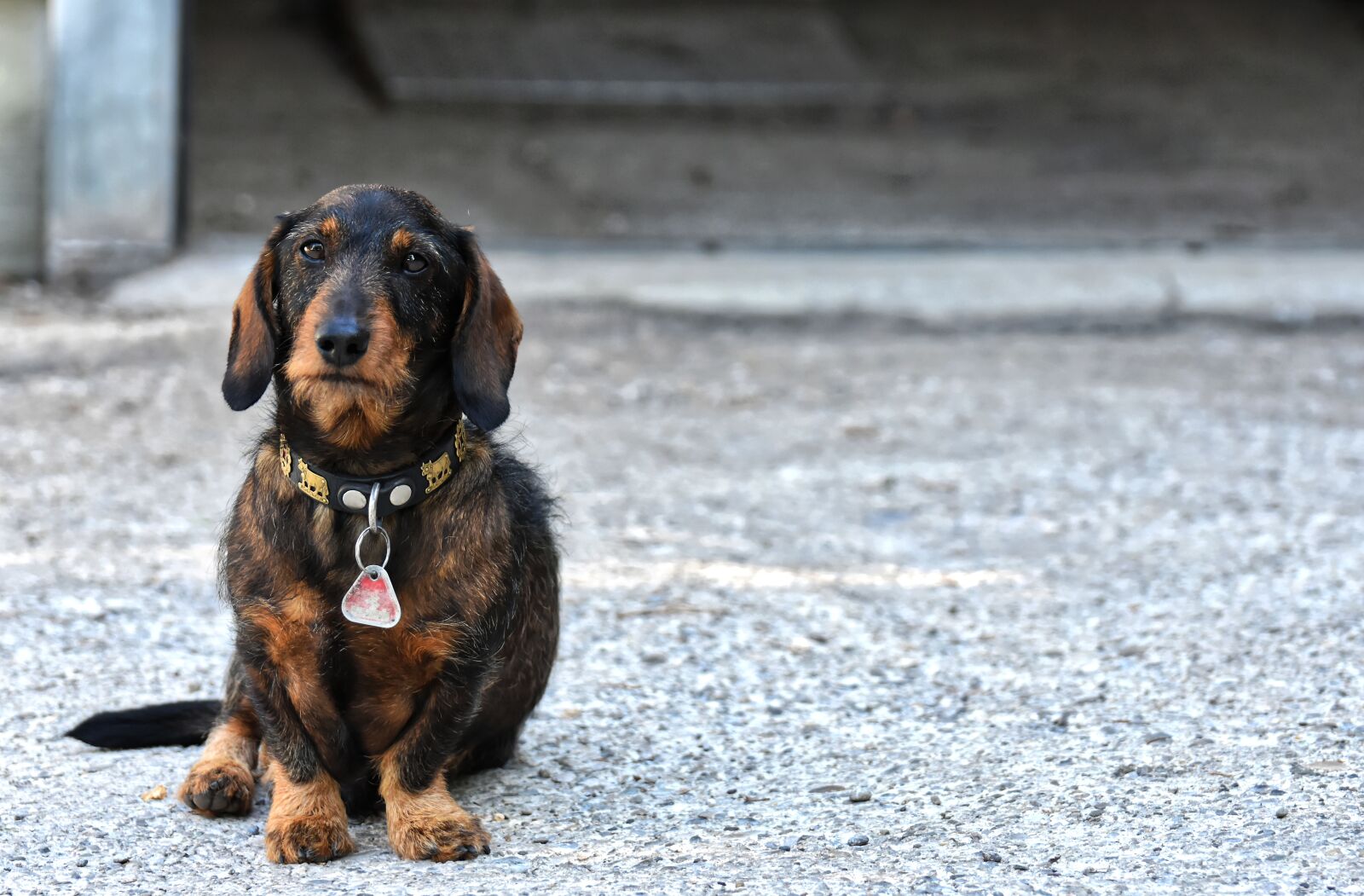 Nikon D7200 sample photo. Rauhaardackel, dog, dachshund photography