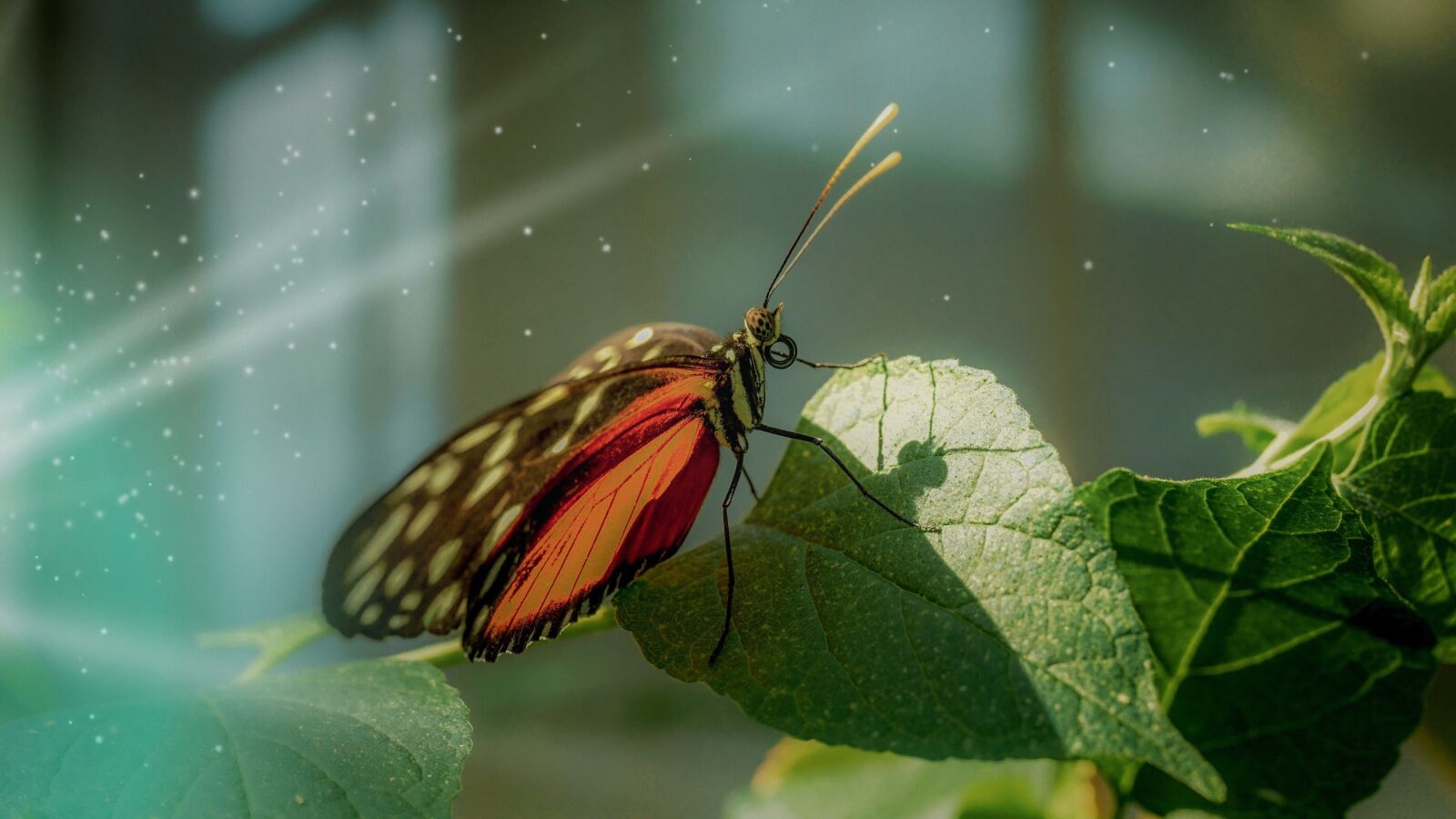 35mm F1.4 sample photo. Butterfly, tropical, edelfalter photography