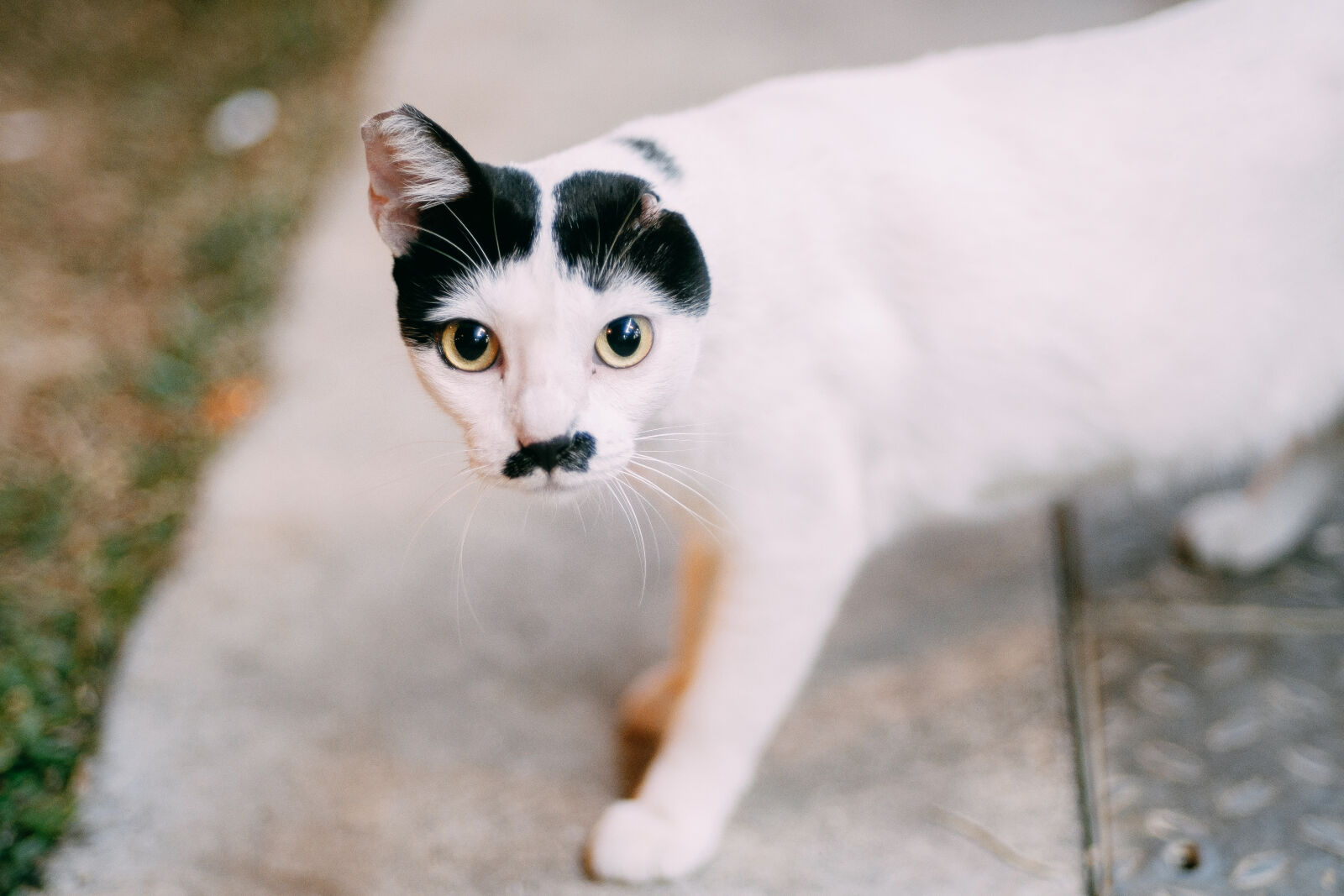 Fujifilm X-T1 sample photo. Animal, cat photography