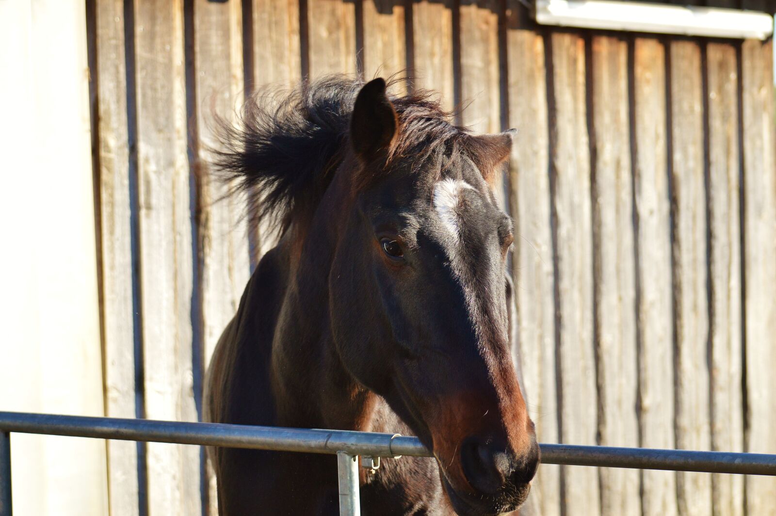Nikon D3200 sample photo. Horse, ride, reiterhof photography