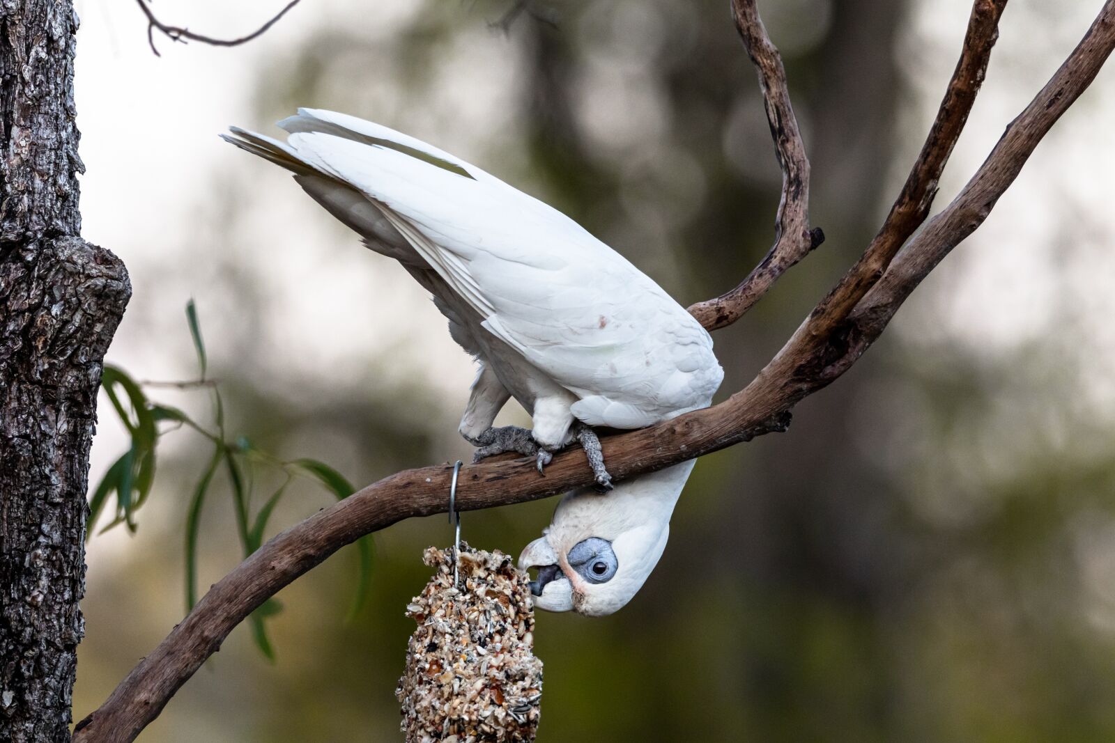 Canon EOS 80D sample photo. Corella, birds, raptor photography