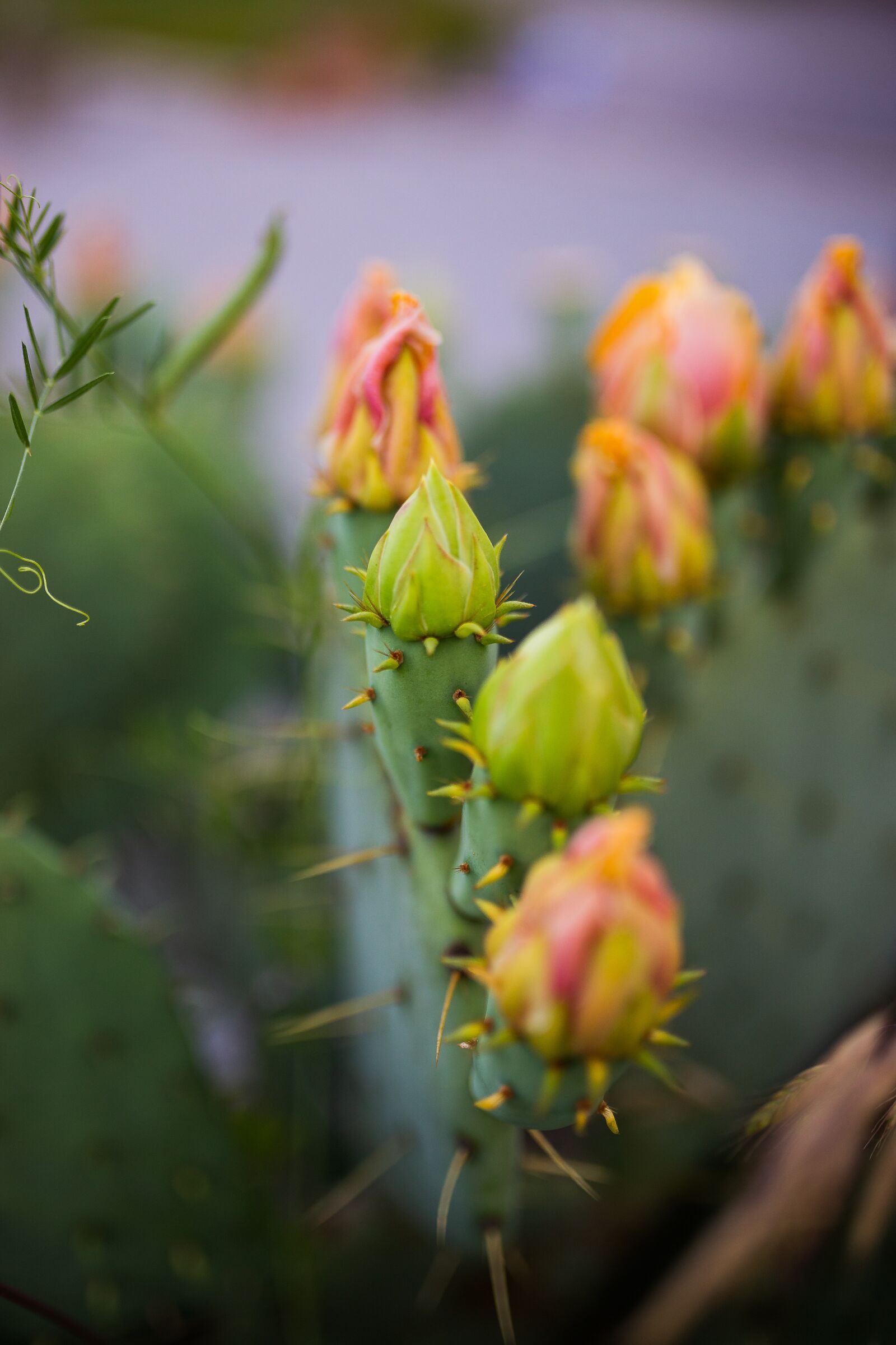 Canon EOS 6D sample photo. Cactus, flower, succulent photography