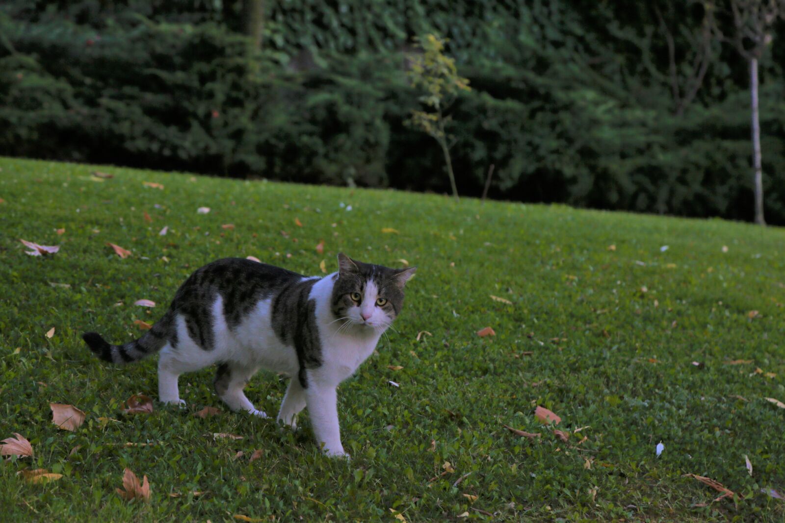 Canon EF 24-105mm F4L IS USM sample photo. Cat, animal, pets photography