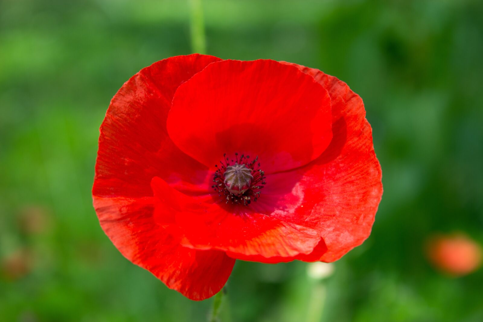 Canon EOS 600D (Rebel EOS T3i / EOS Kiss X5) sample photo. Meadow, flower, poppy photography