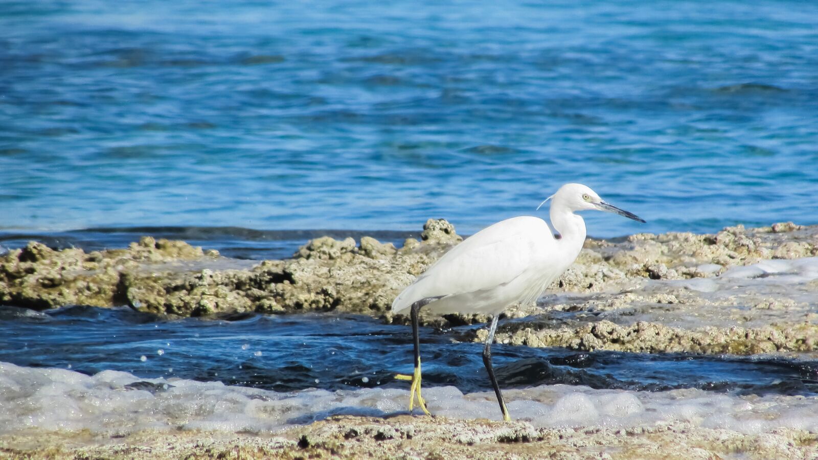 Canon PowerShot SX400 IS sample photo. Heron, bird, animal photography