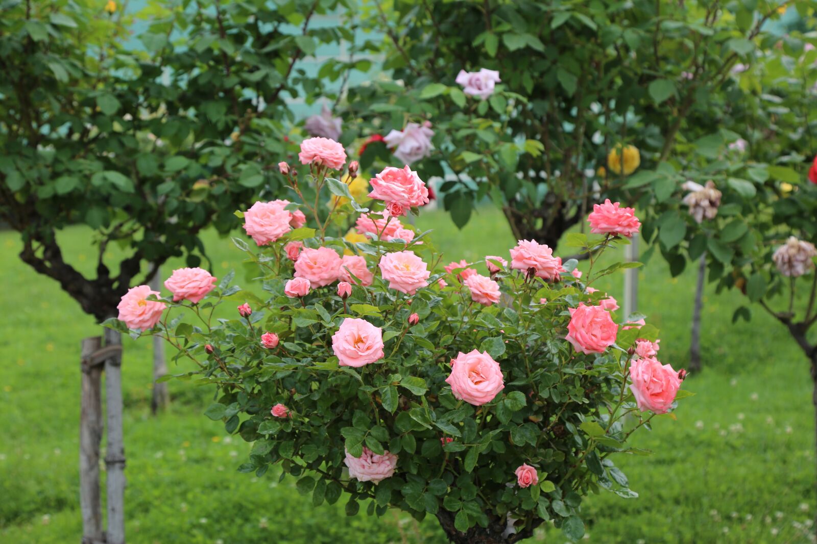 Canon EF 24-105mm F4L IS USM sample photo. Rose, spring, roses photography