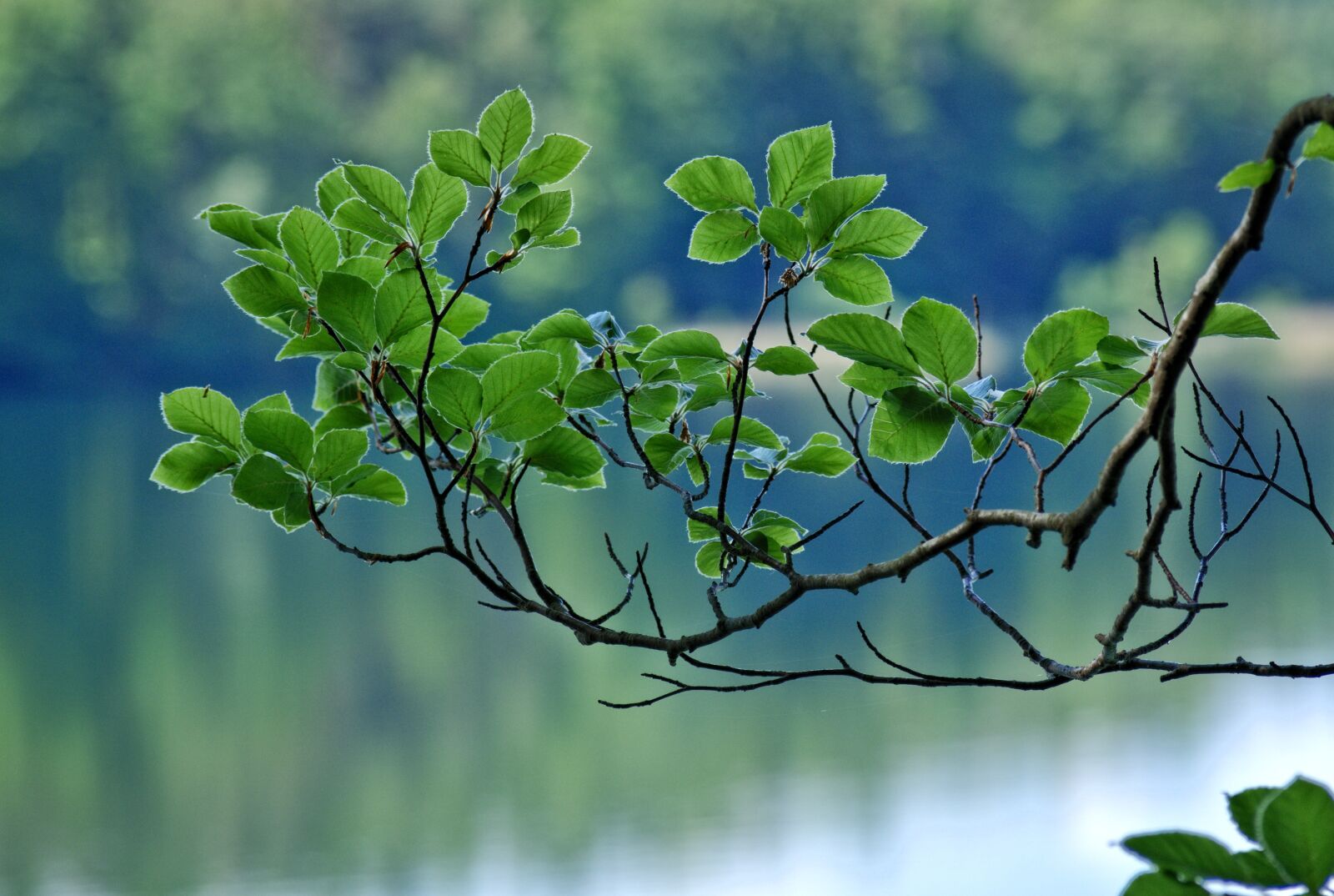 55.0-200.0mm f/4.0-f/5.6 sample photo. Branch, leaves, spring photography