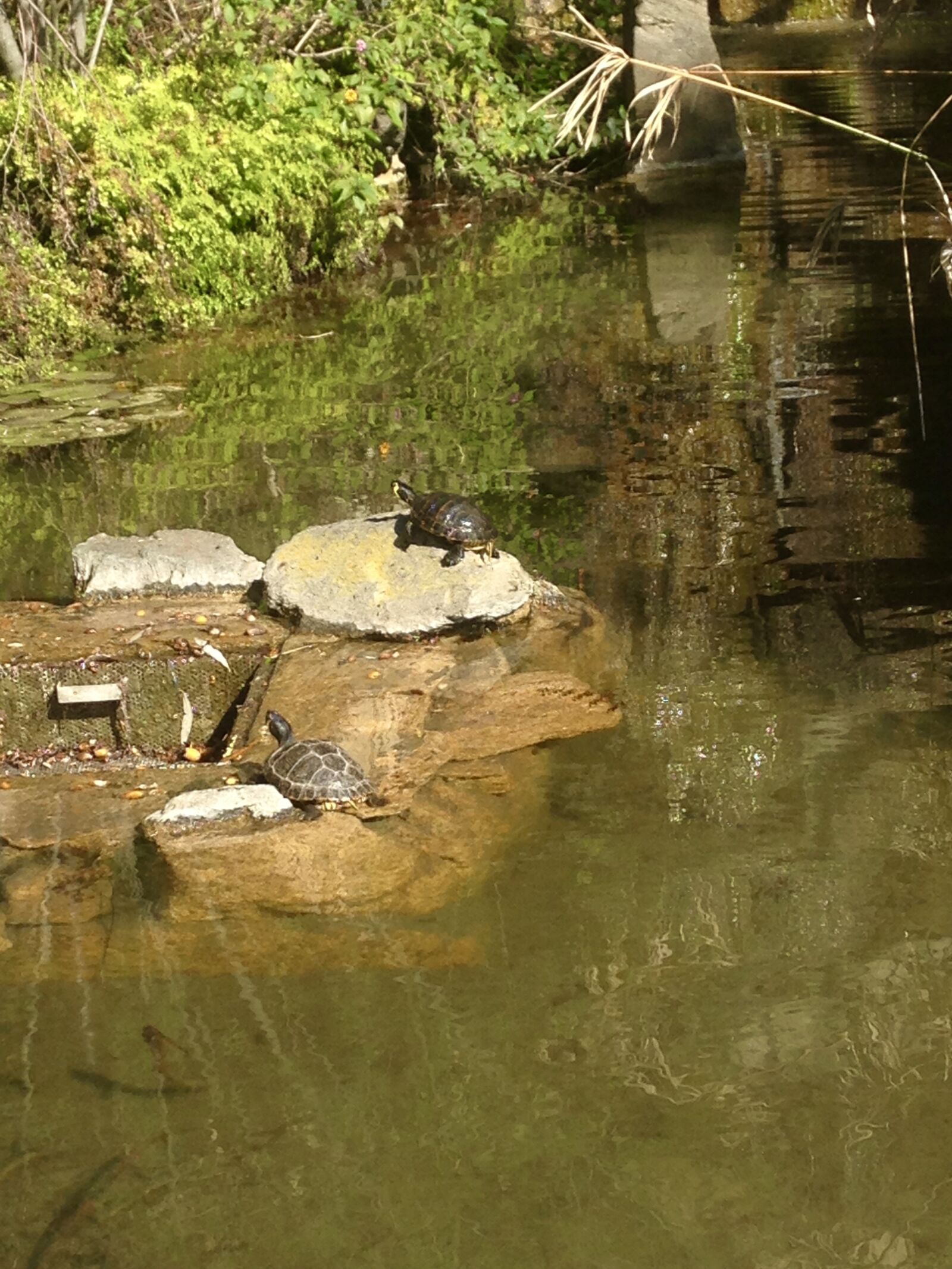 iPhone 5 back camera 4.12mm f/2.4 sample photo. Turtles, water, animals photography